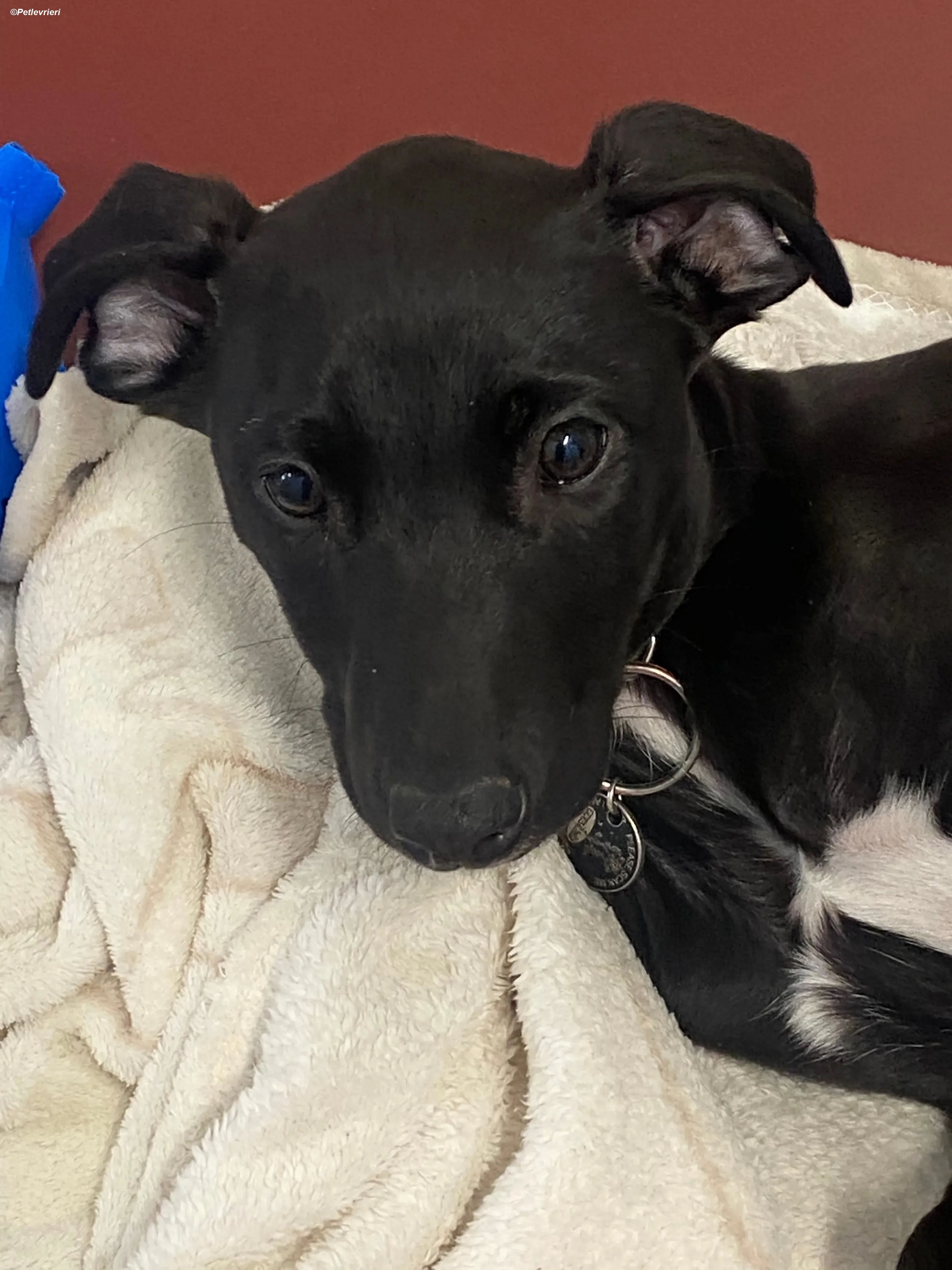 Milo adozione levrieri greyhound 12