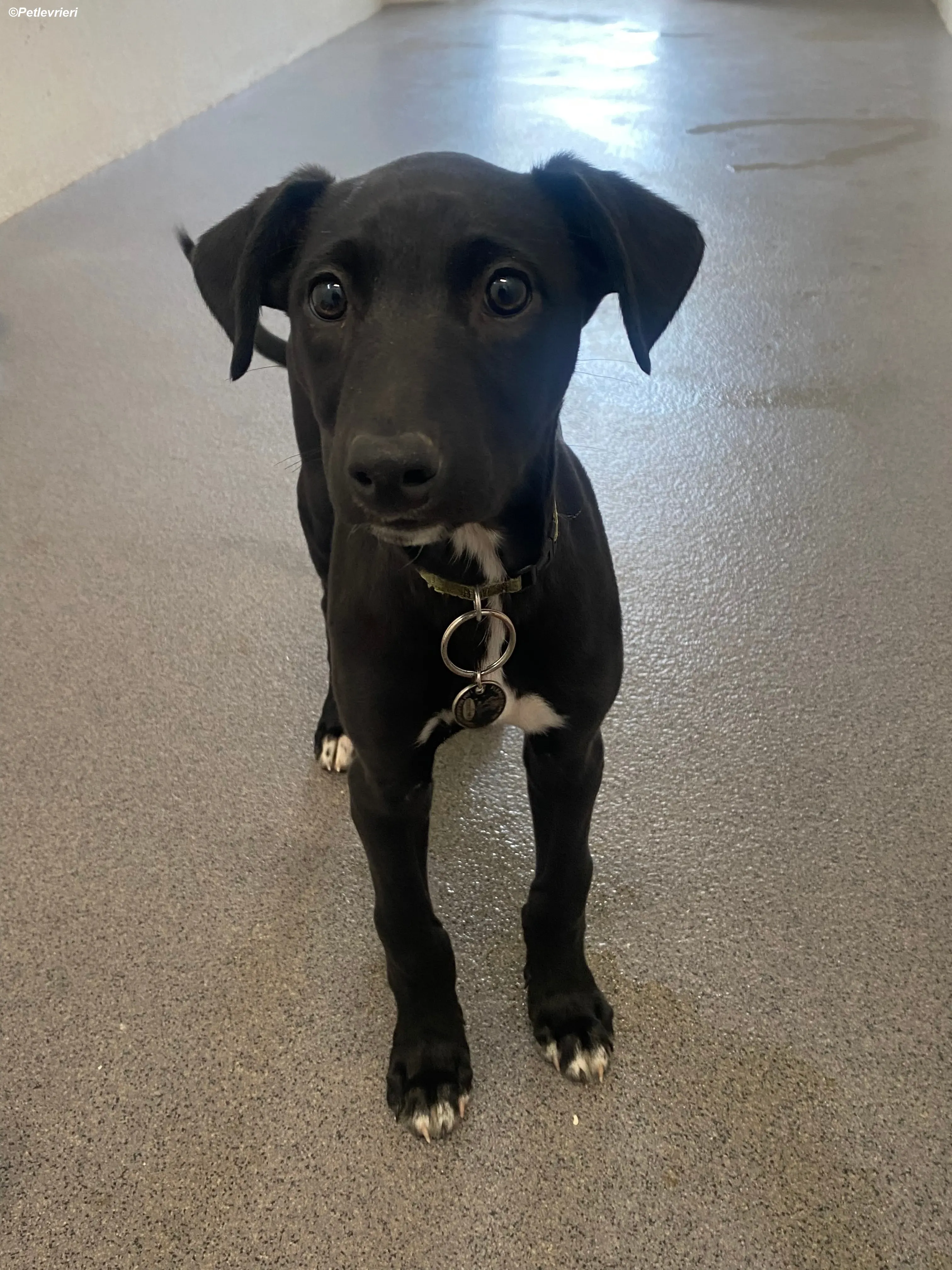 Milo adozione levrieri greyhound 13