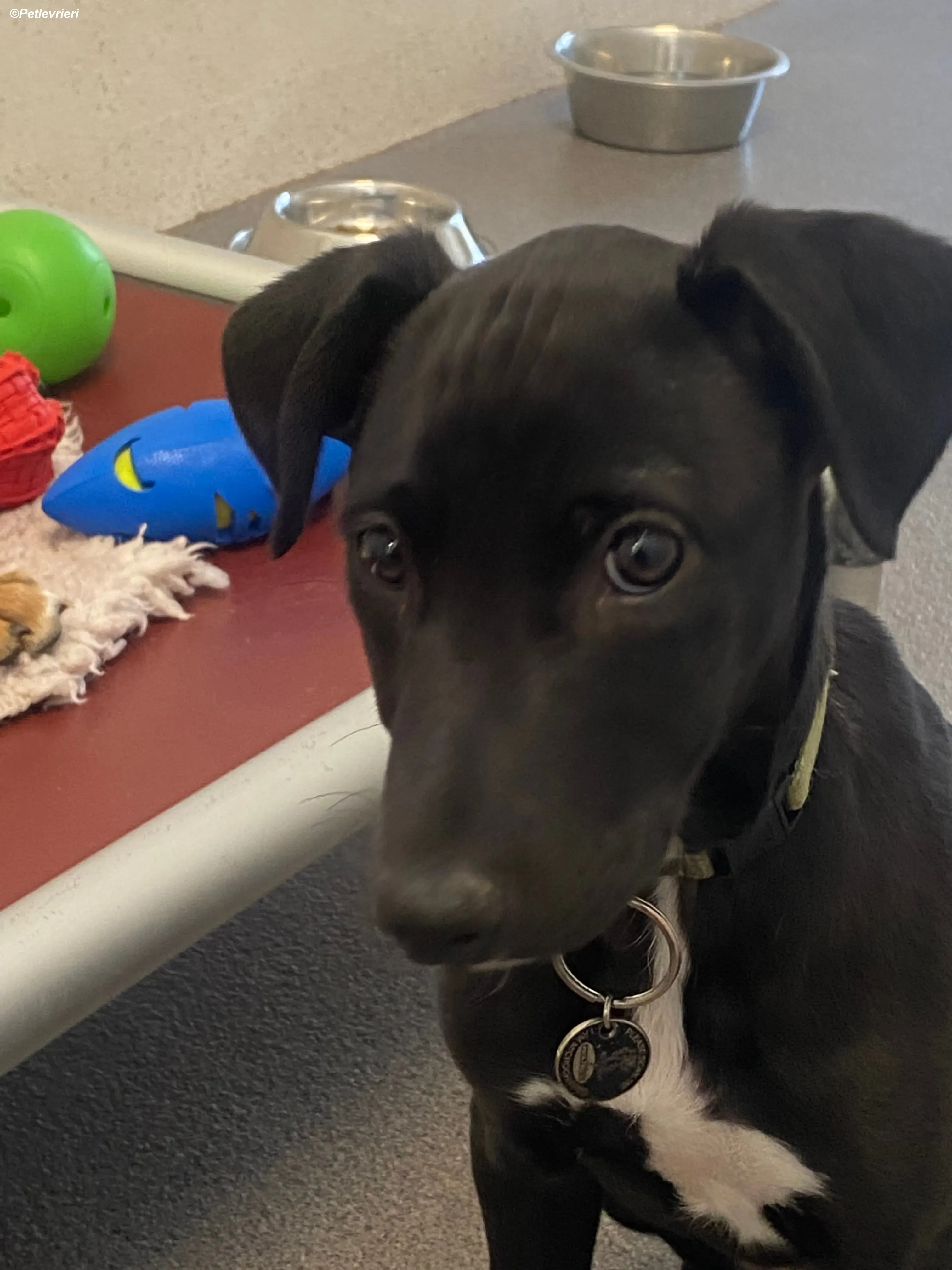 Milo adozione levrieri greyhound 14