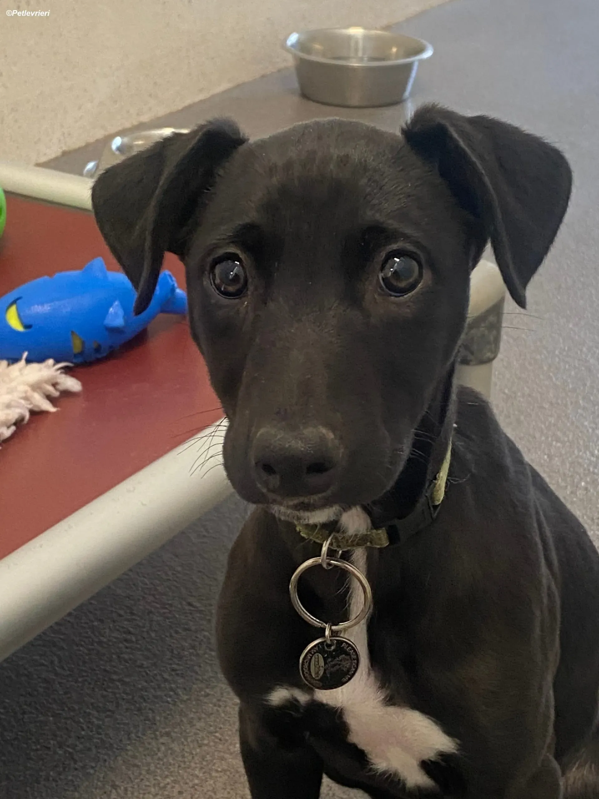 Milo adozione levrieri greyhound 15 scaled