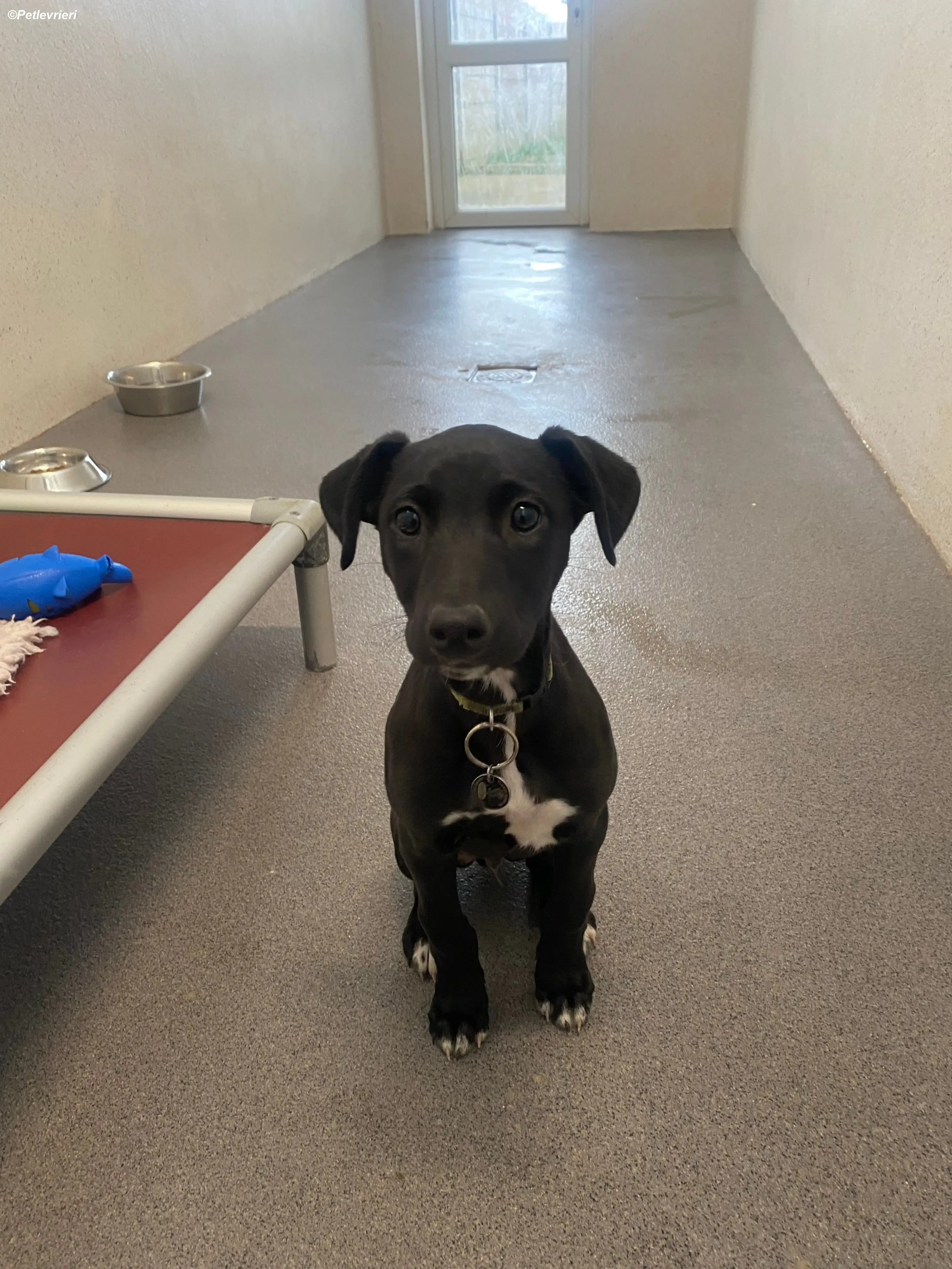 Milo adozione levrieri greyhound 16