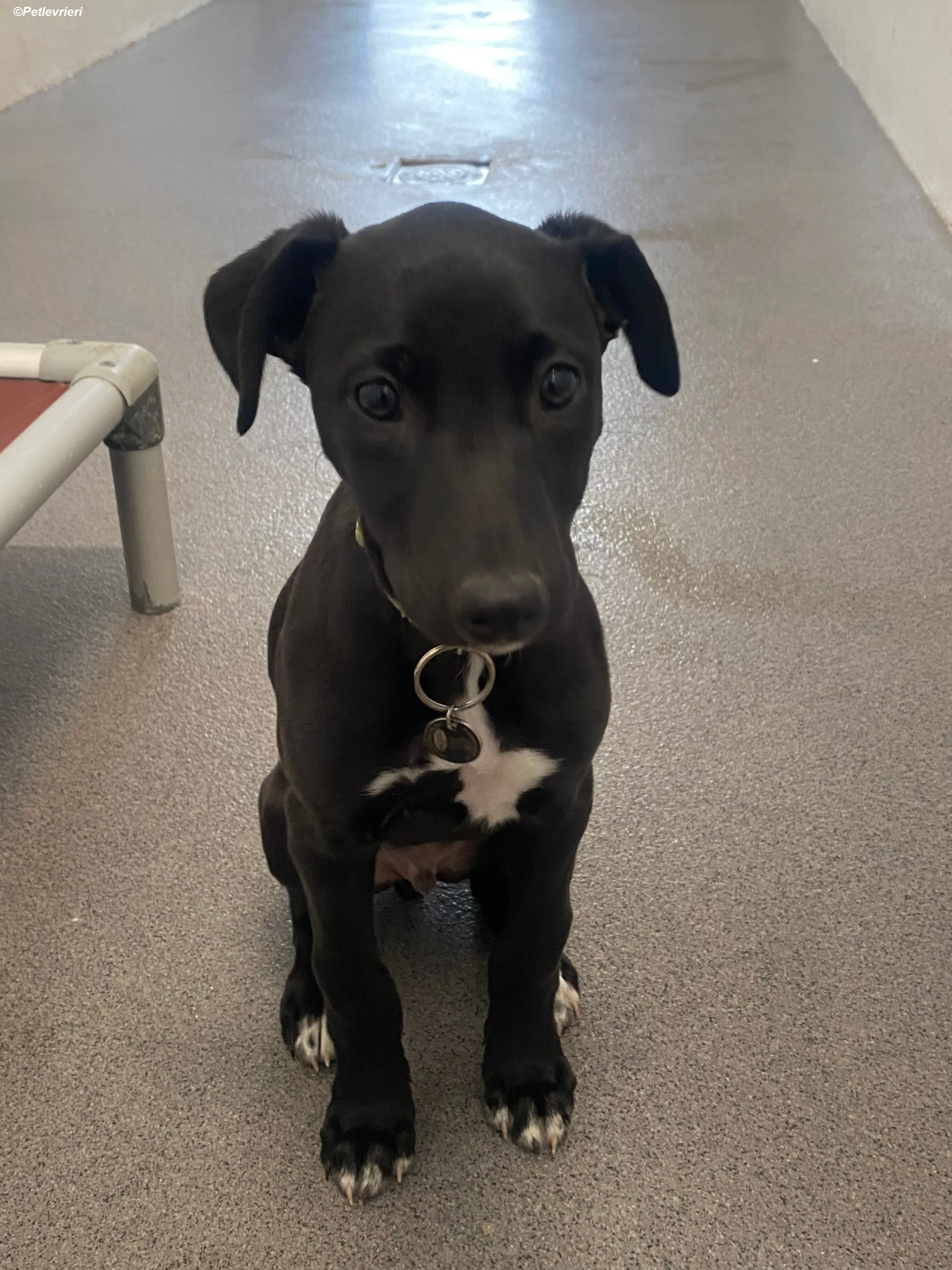 Milo adozione levrieri greyhound 17