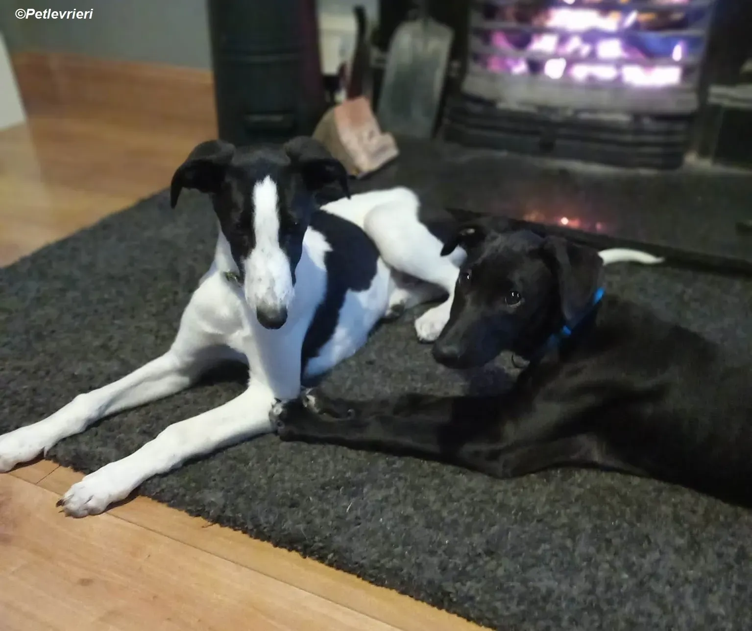 Milo adozione levrieri greyhound 18