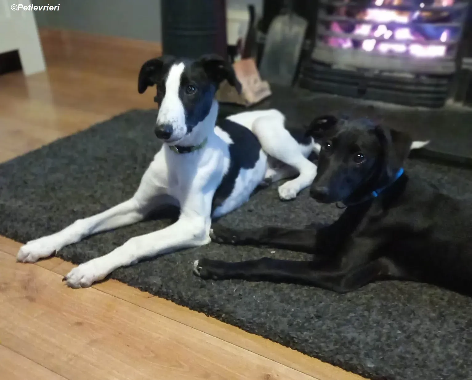 Milo adozione levrieri greyhound 19