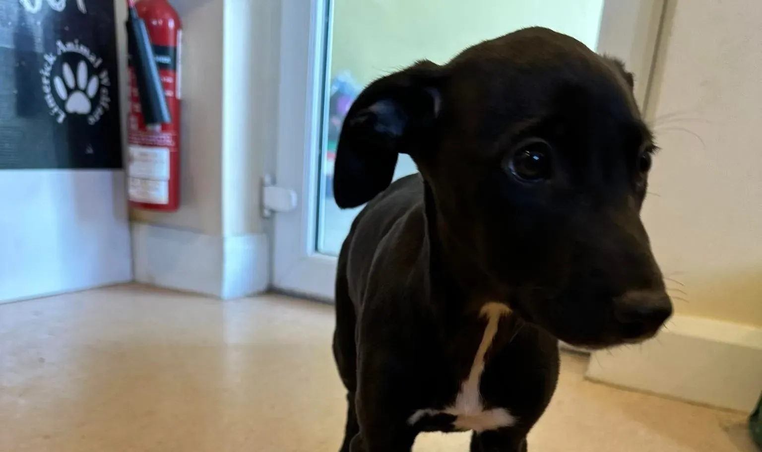 Milo adozione levrieri greyhound 2 e1676577933251