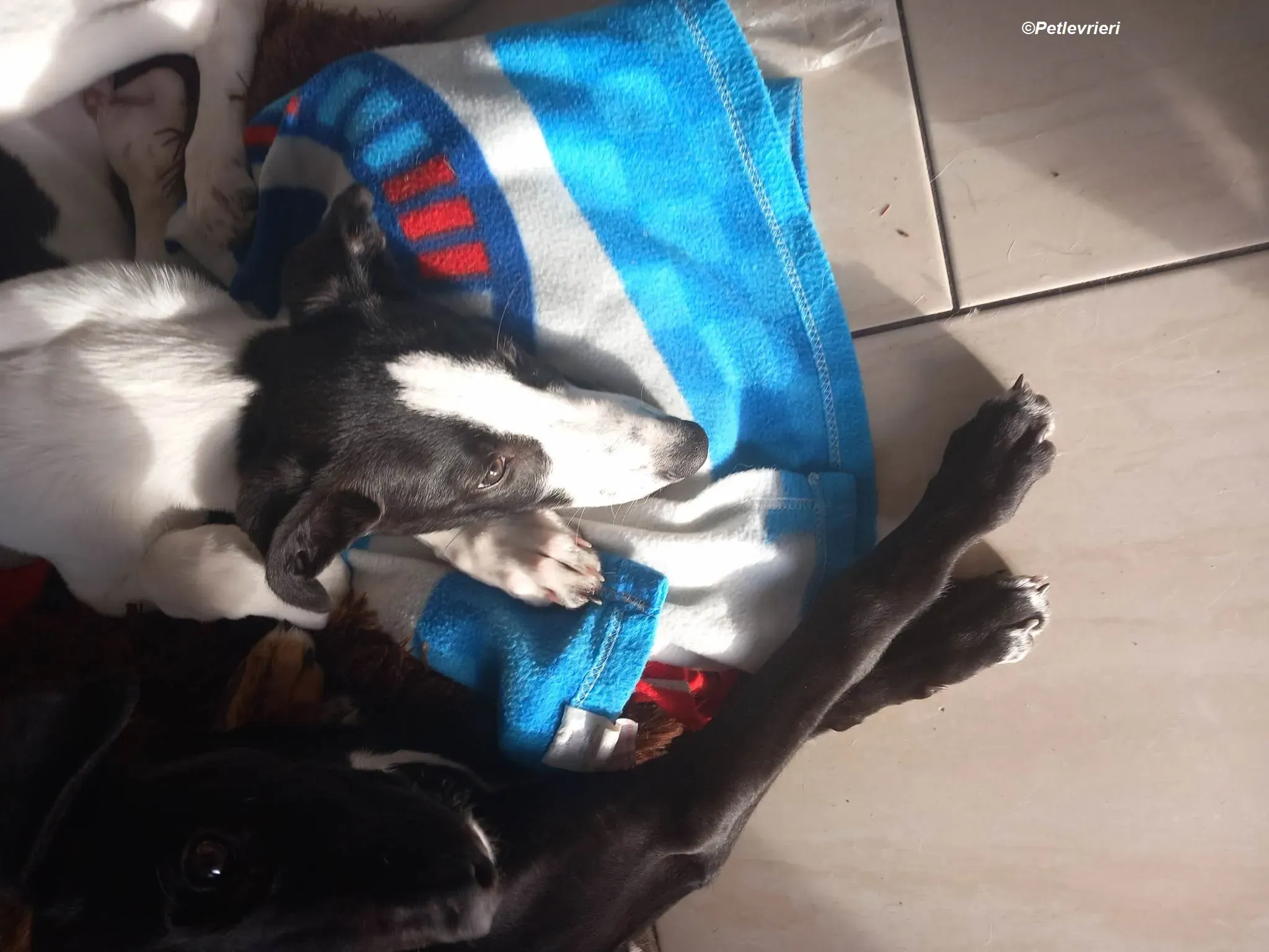 Milo adozione levrieri greyhound 20