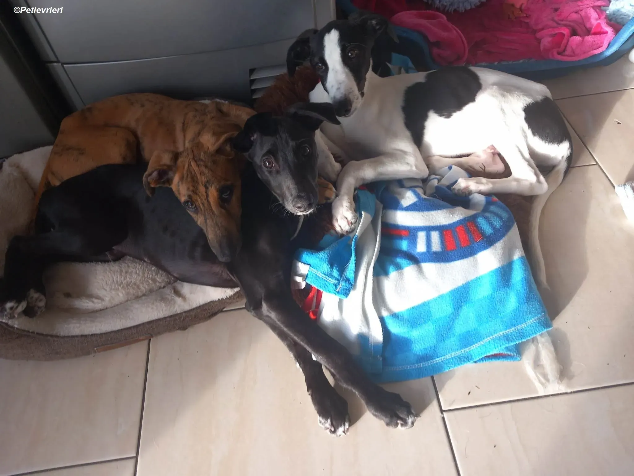 Milo adozione levrieri greyhound 21