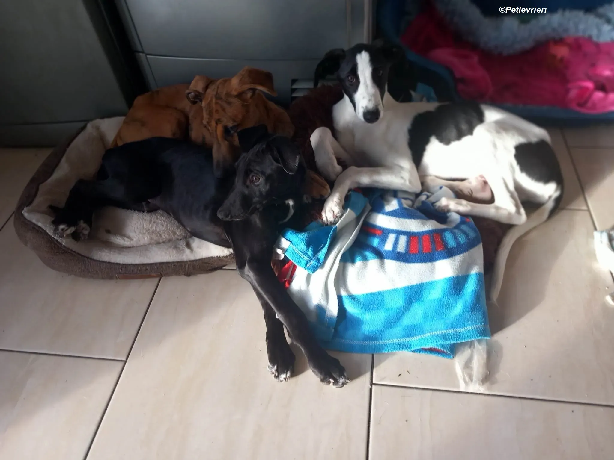 Milo adozione levrieri greyhound 22