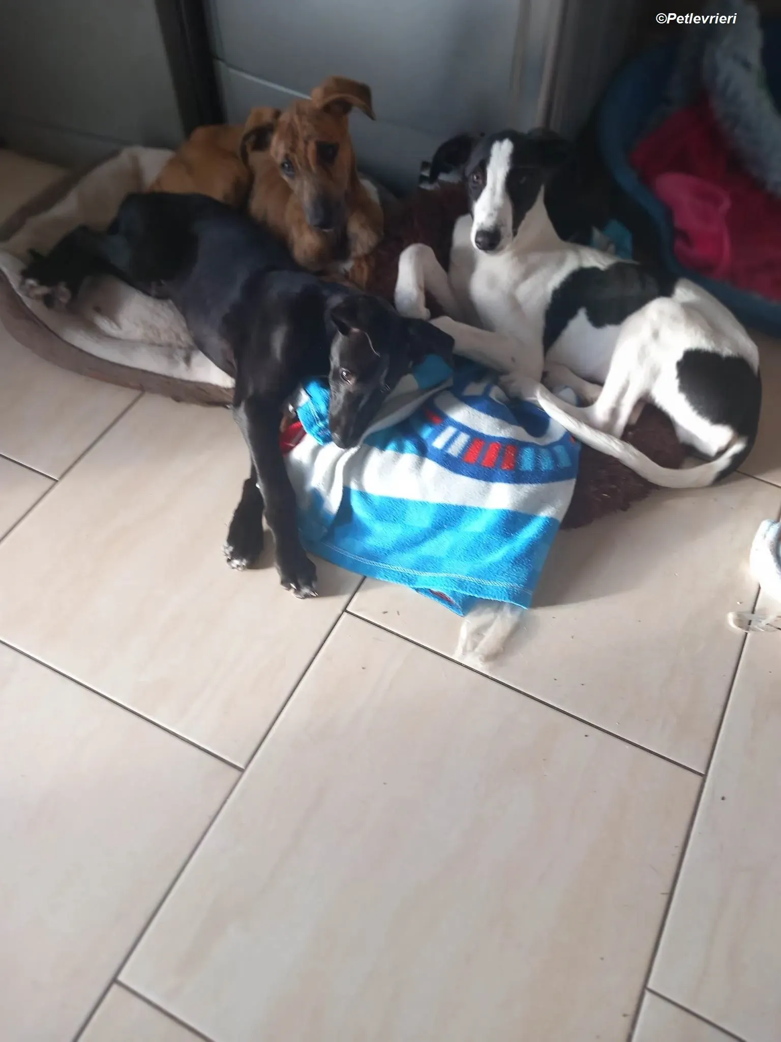 Milo adozione levrieri greyhound 23