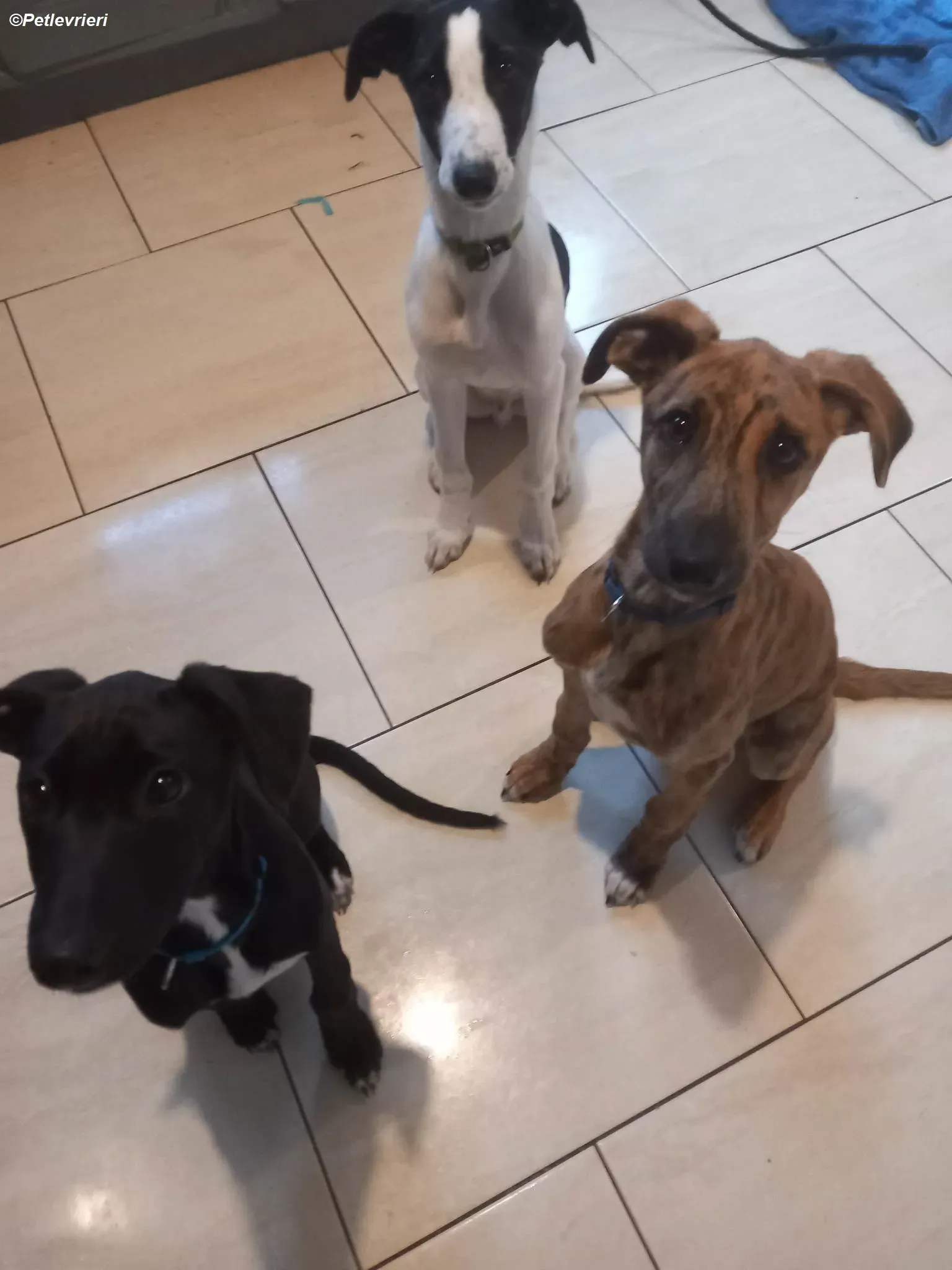 Milo adozione levrieri greyhound 24