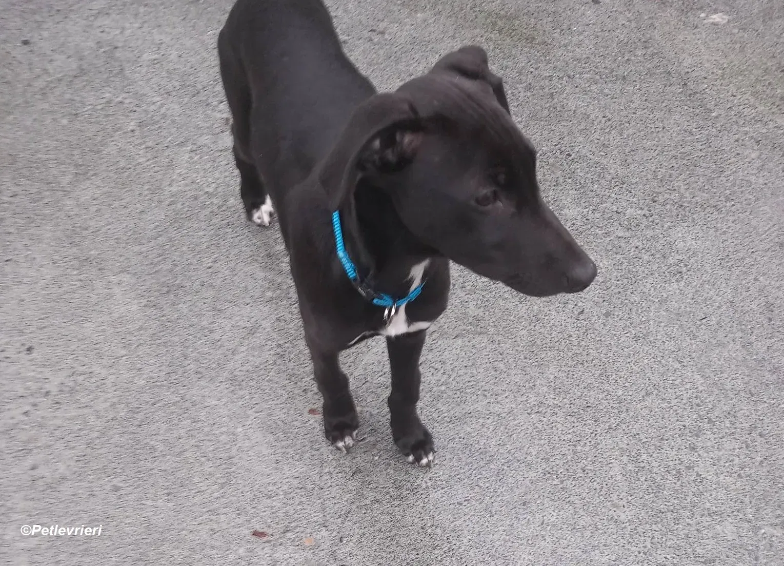 Milo adozione levrieri greyhound 25