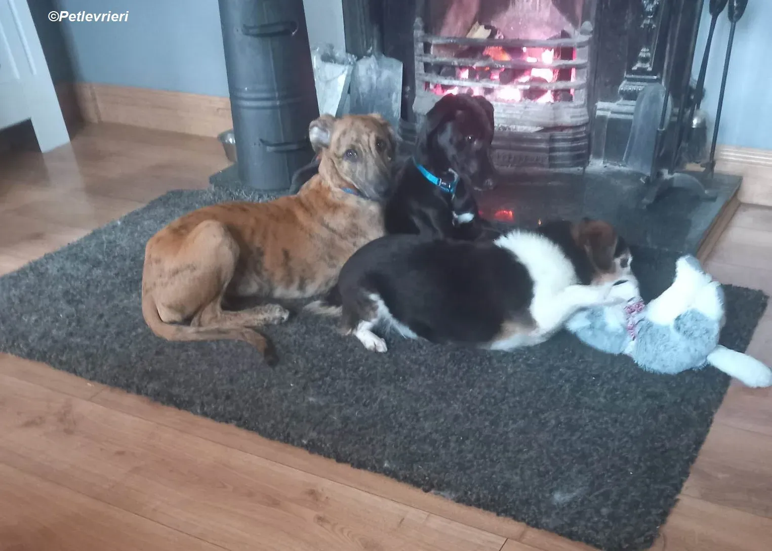 Milo adozione levrieri greyhound 26