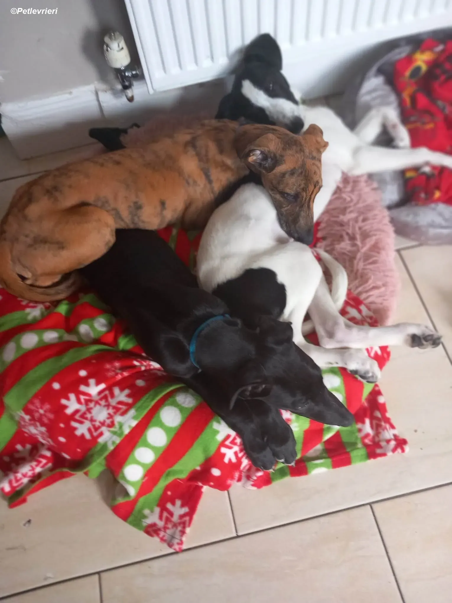 Milo adozione levrieri greyhound 27