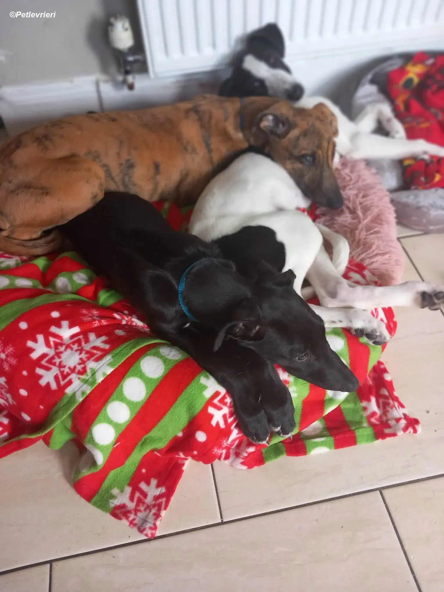 Milo adozione levrieri greyhound 28