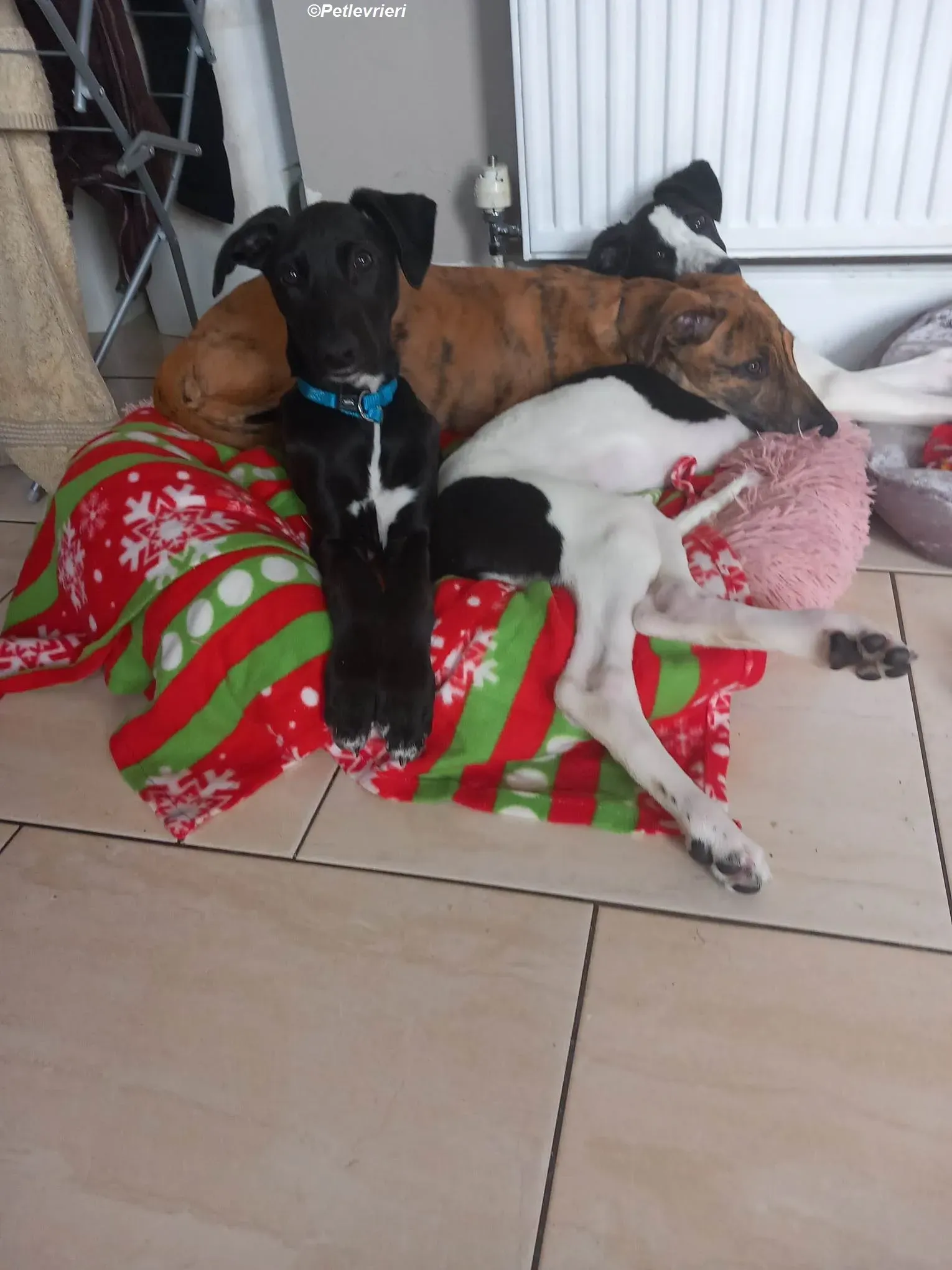 Milo adozione levrieri greyhound 29