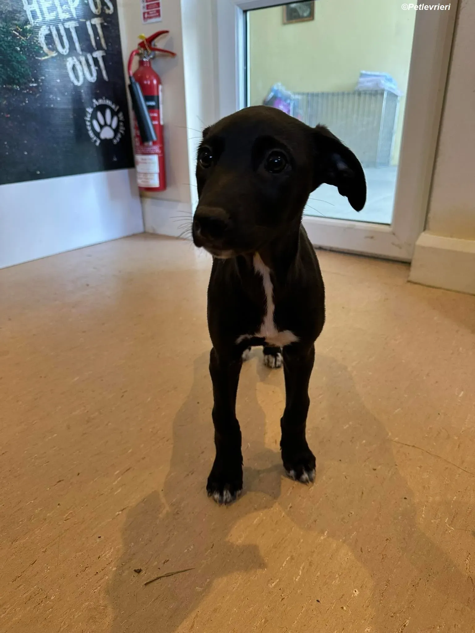 Milo adozione levrieri greyhound 3