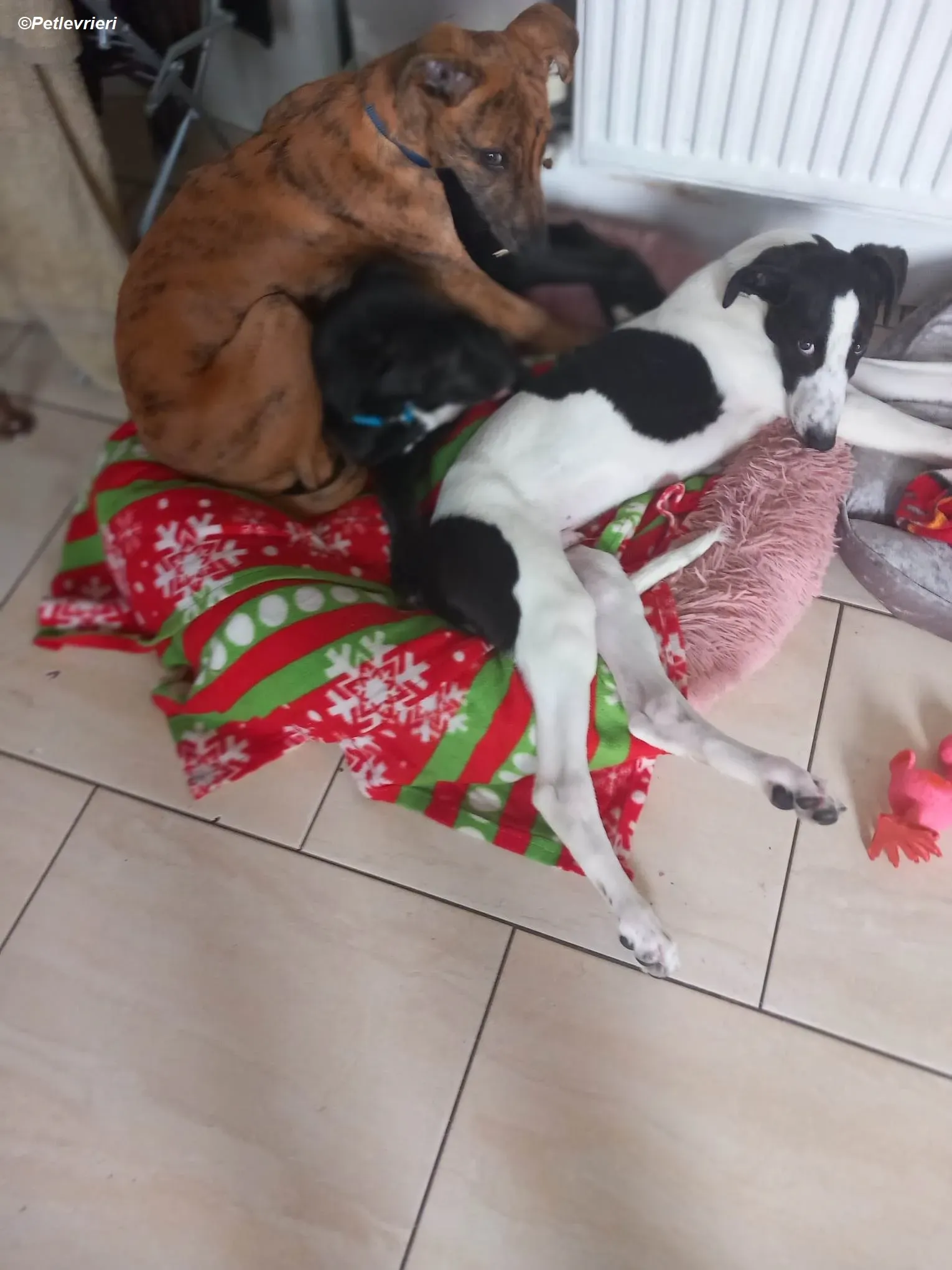 Milo adozione levrieri greyhound 30