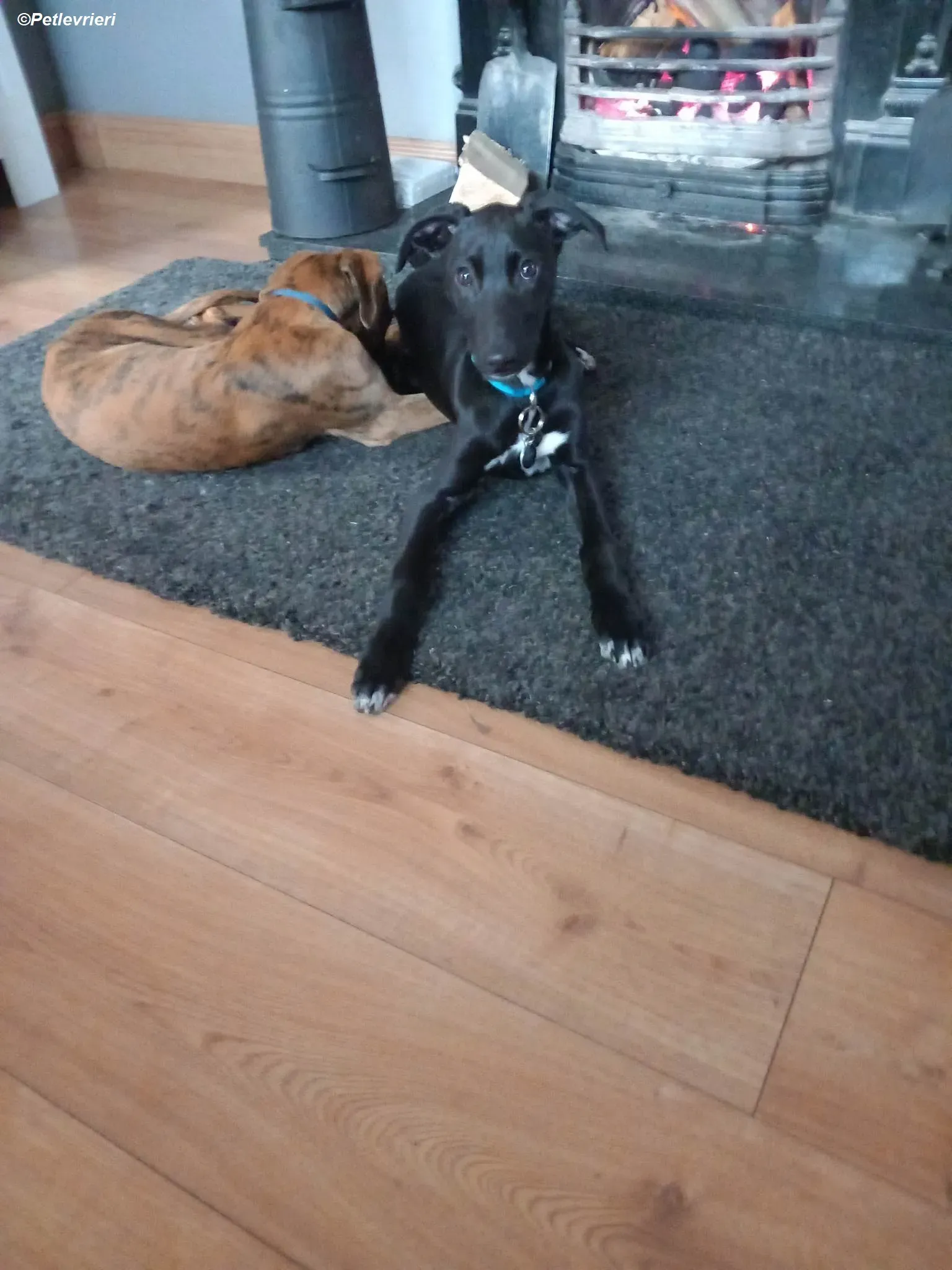 Milo adozione levrieri greyhound 31