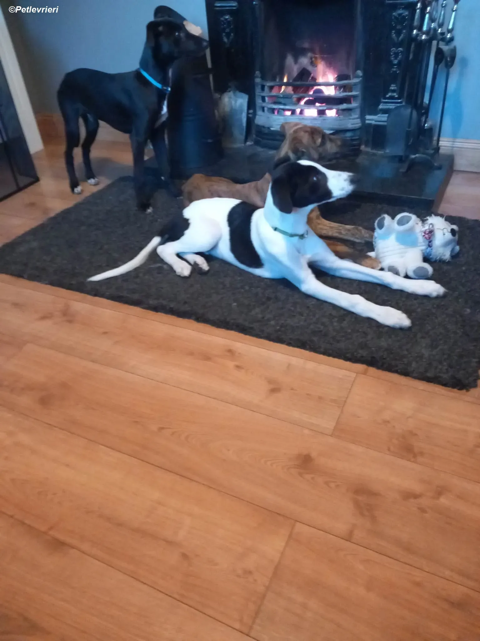 Milo adozione levrieri greyhound 32