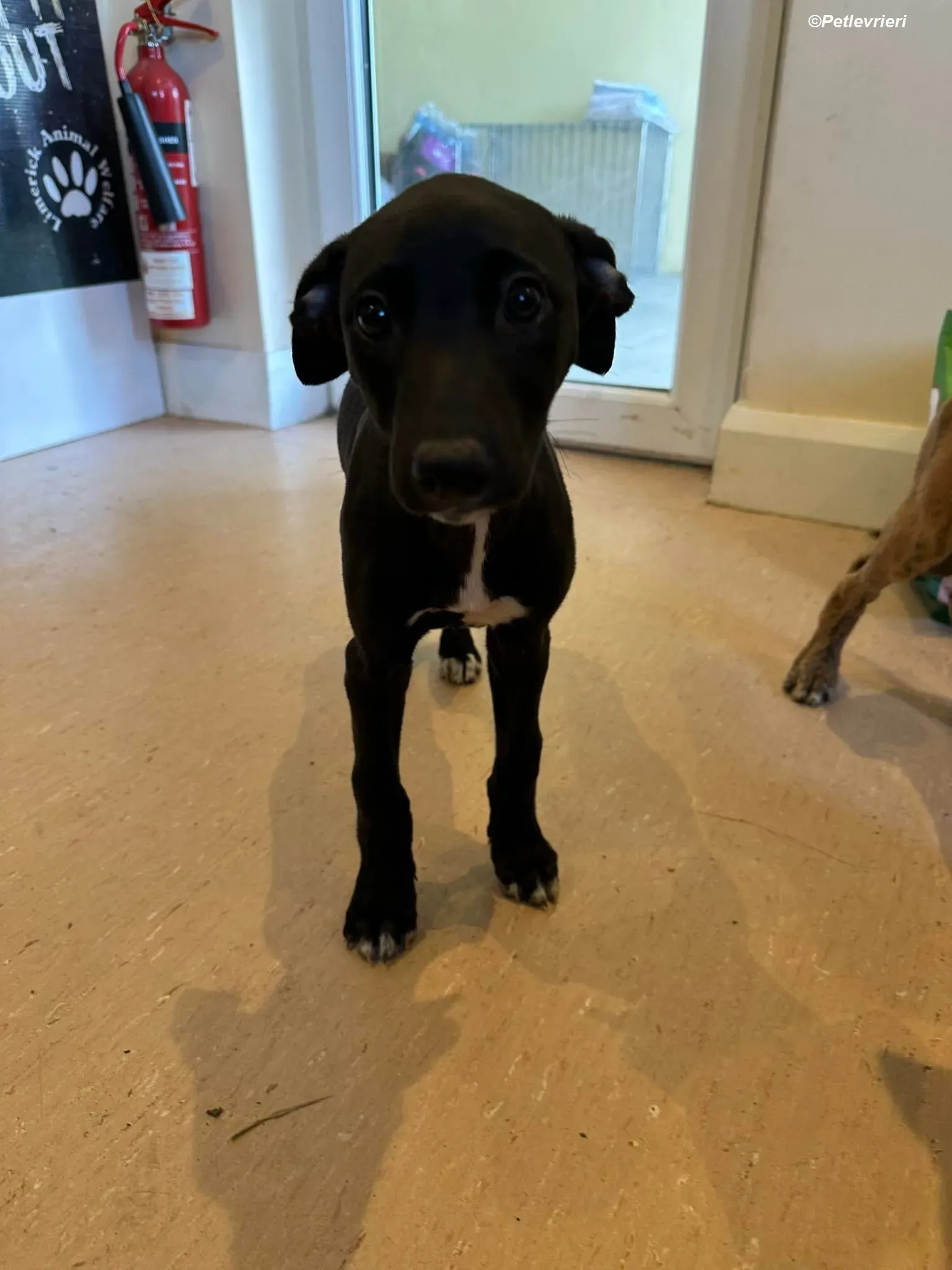 Milo adozione levrieri greyhound 4