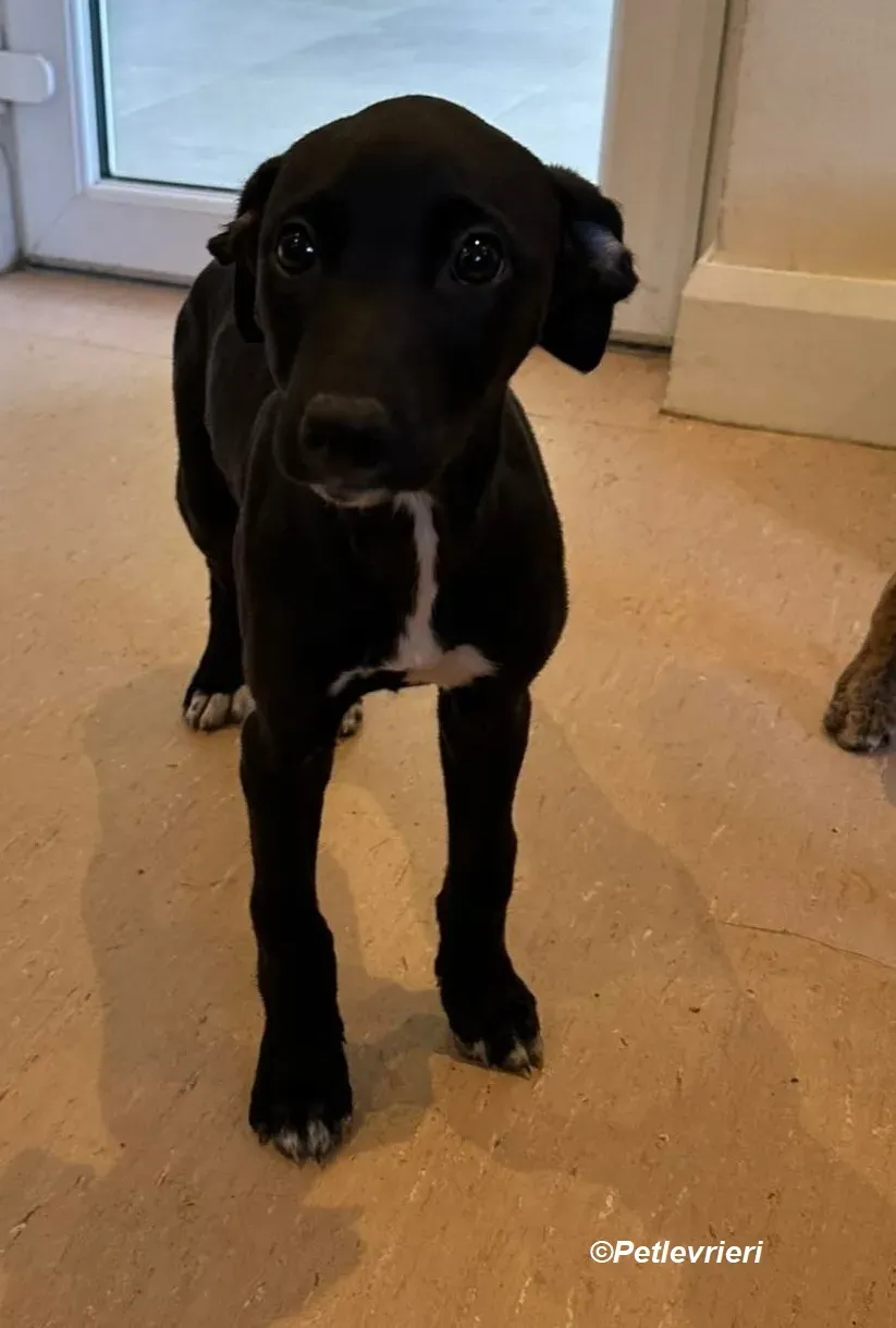 Milo adozione levrieri greyhound 5