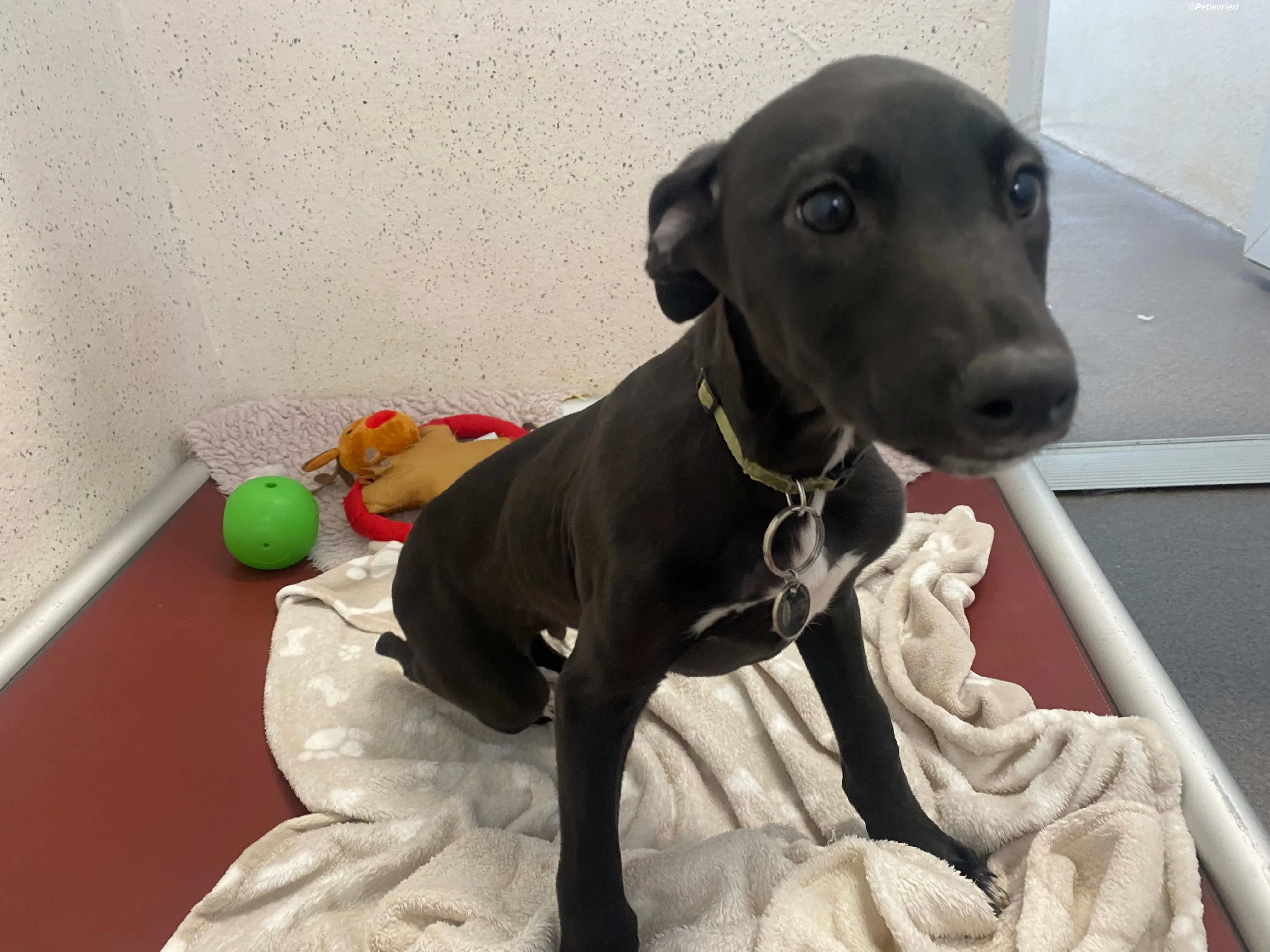 Milo adozione levrieri greyhound 6