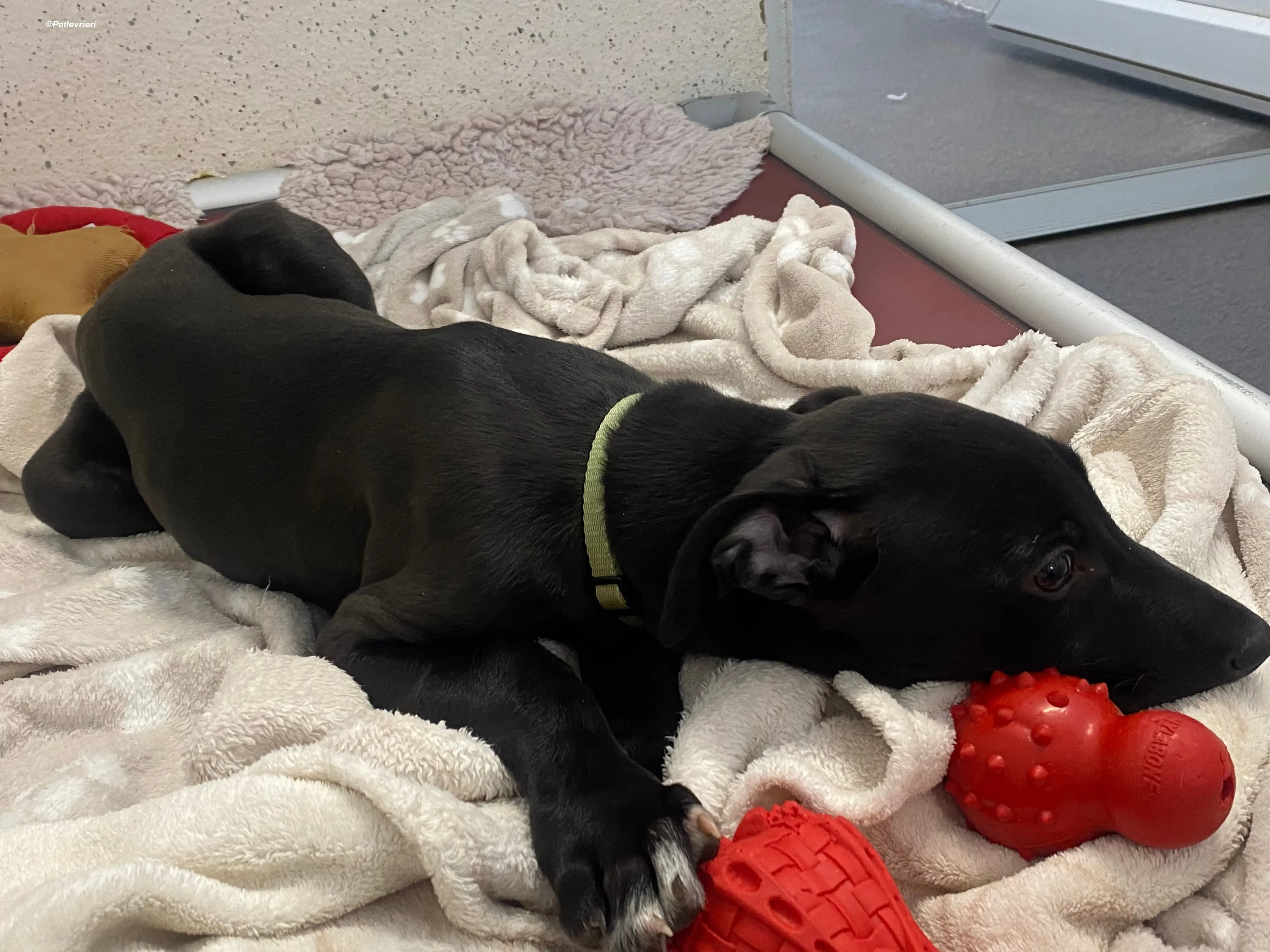 Milo adozione levrieri greyhound 7