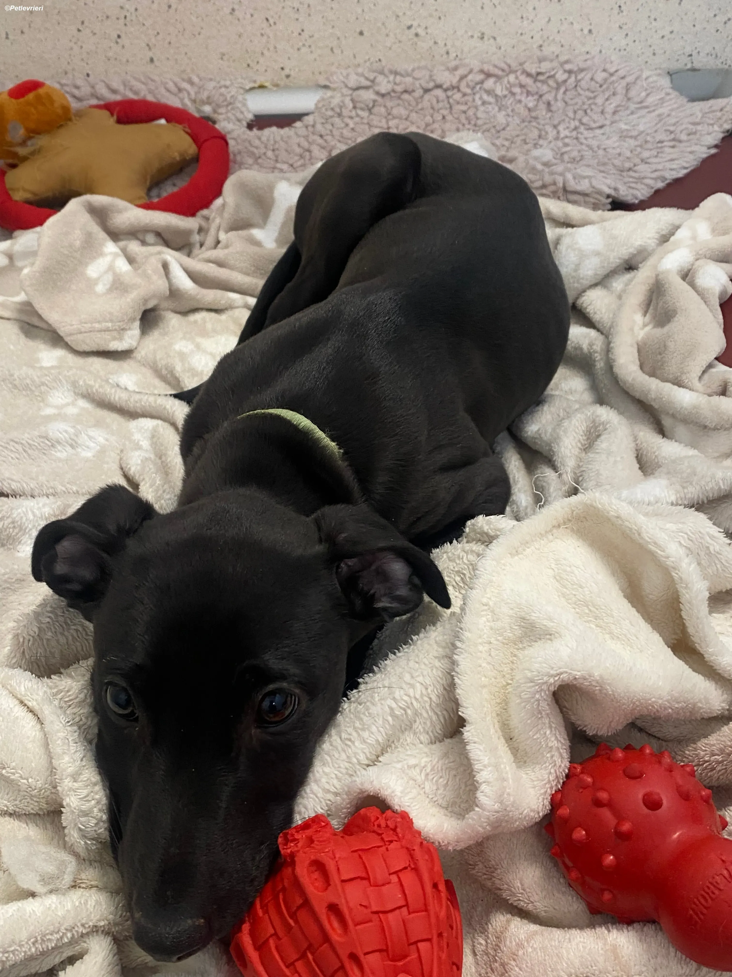 Milo adozione levrieri greyhound 9