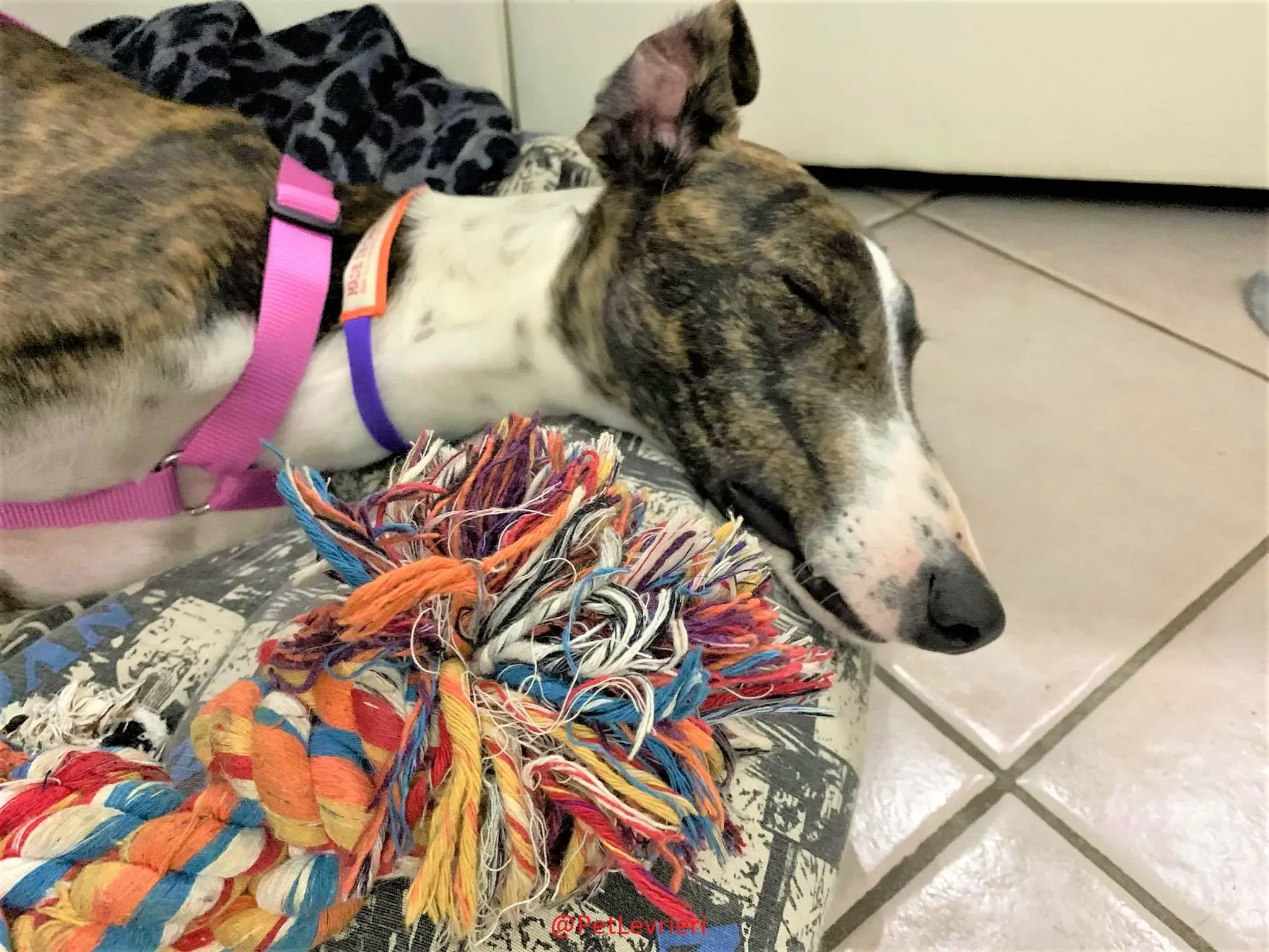 Milu addozione levrieri galgo 20