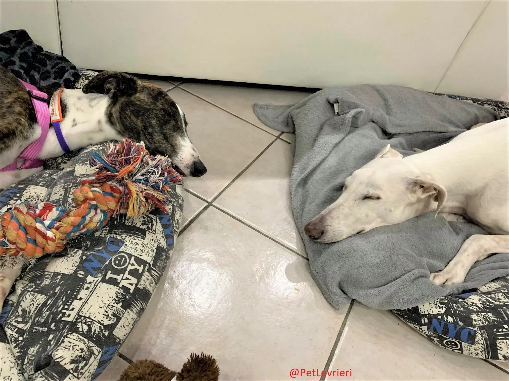 Milu addozione levrieri galgo 21