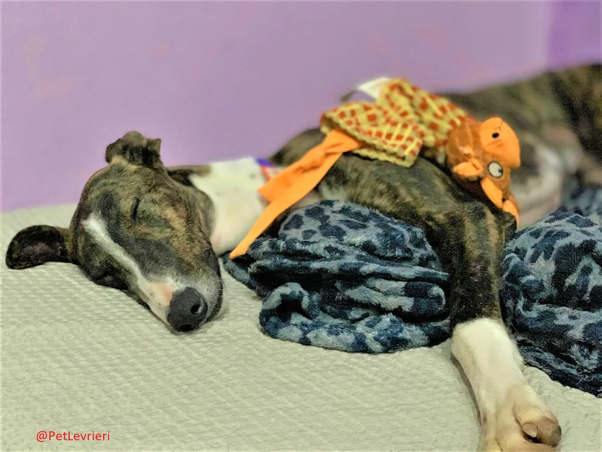 Milu addozione levrieri galgo 22