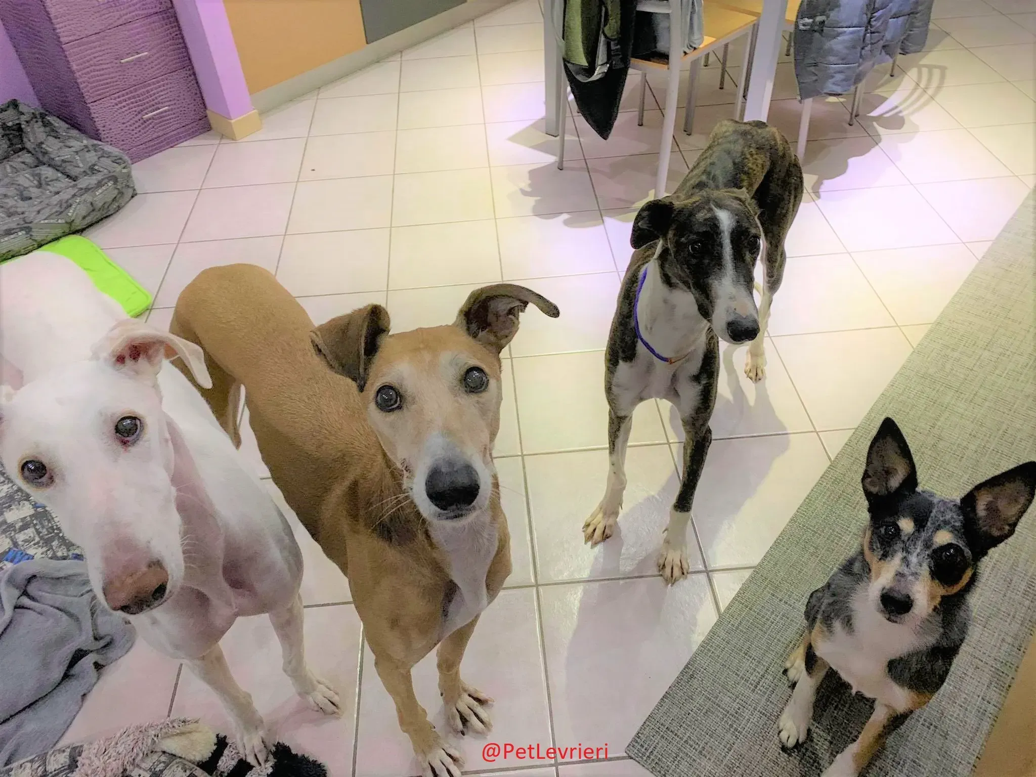 Milu addozione levrieri galgo 23