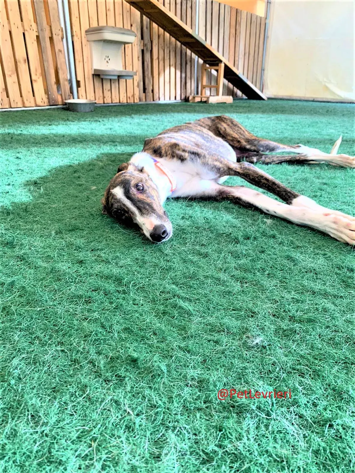 Milu addozione levrieri galgo 24