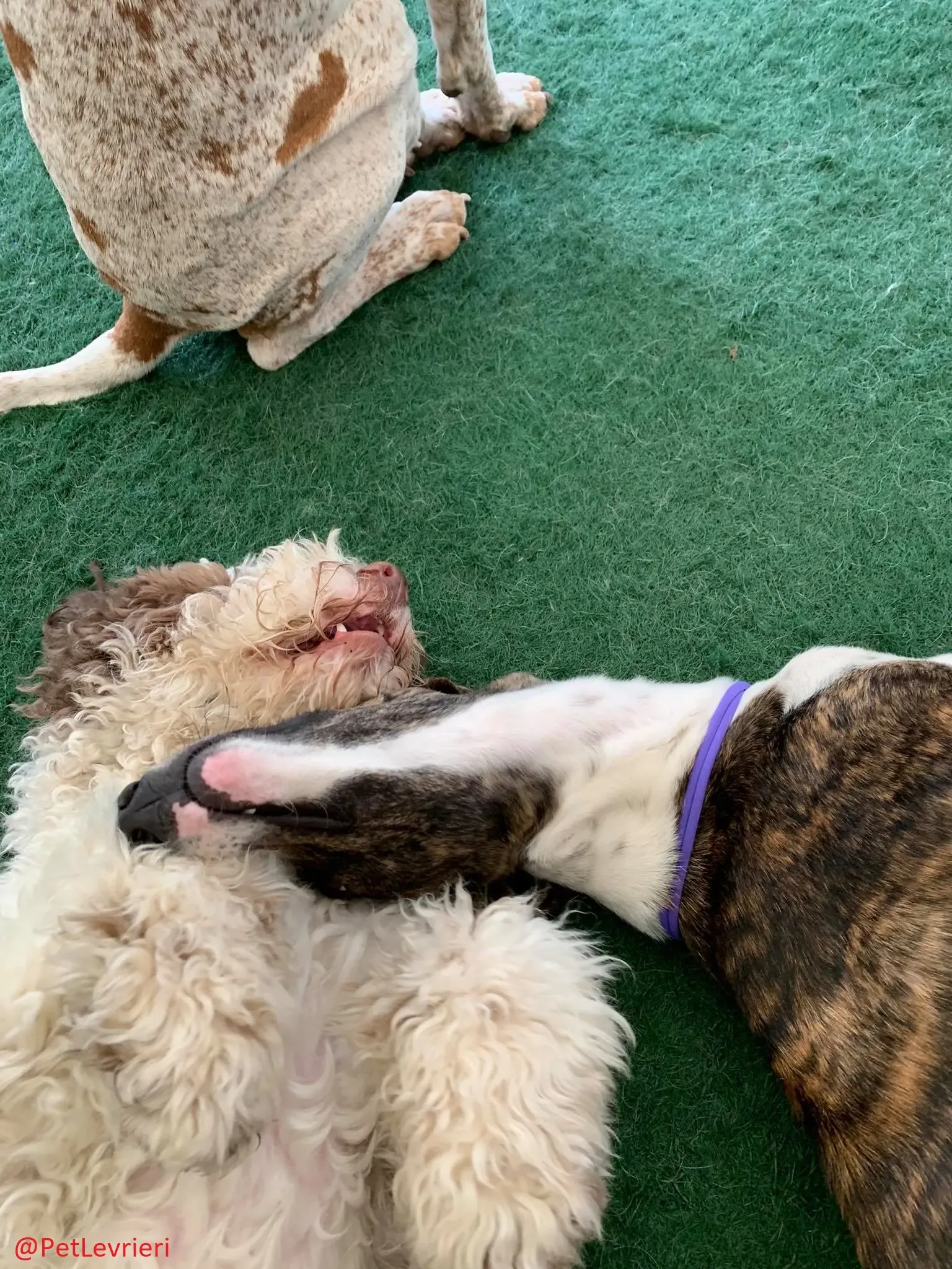 Milu addozione levrieri galgo 25