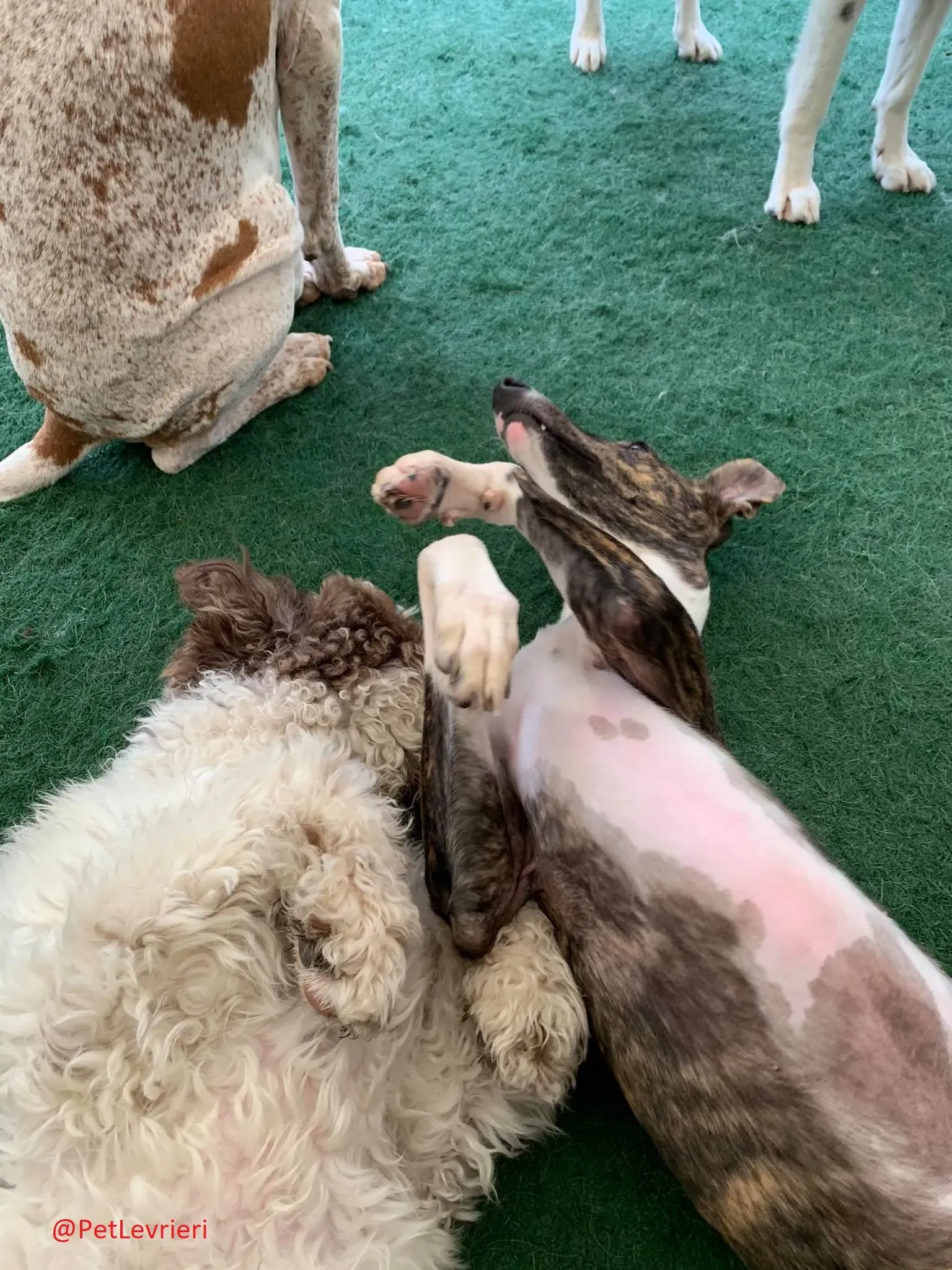 Milu addozione levrieri galgo 26