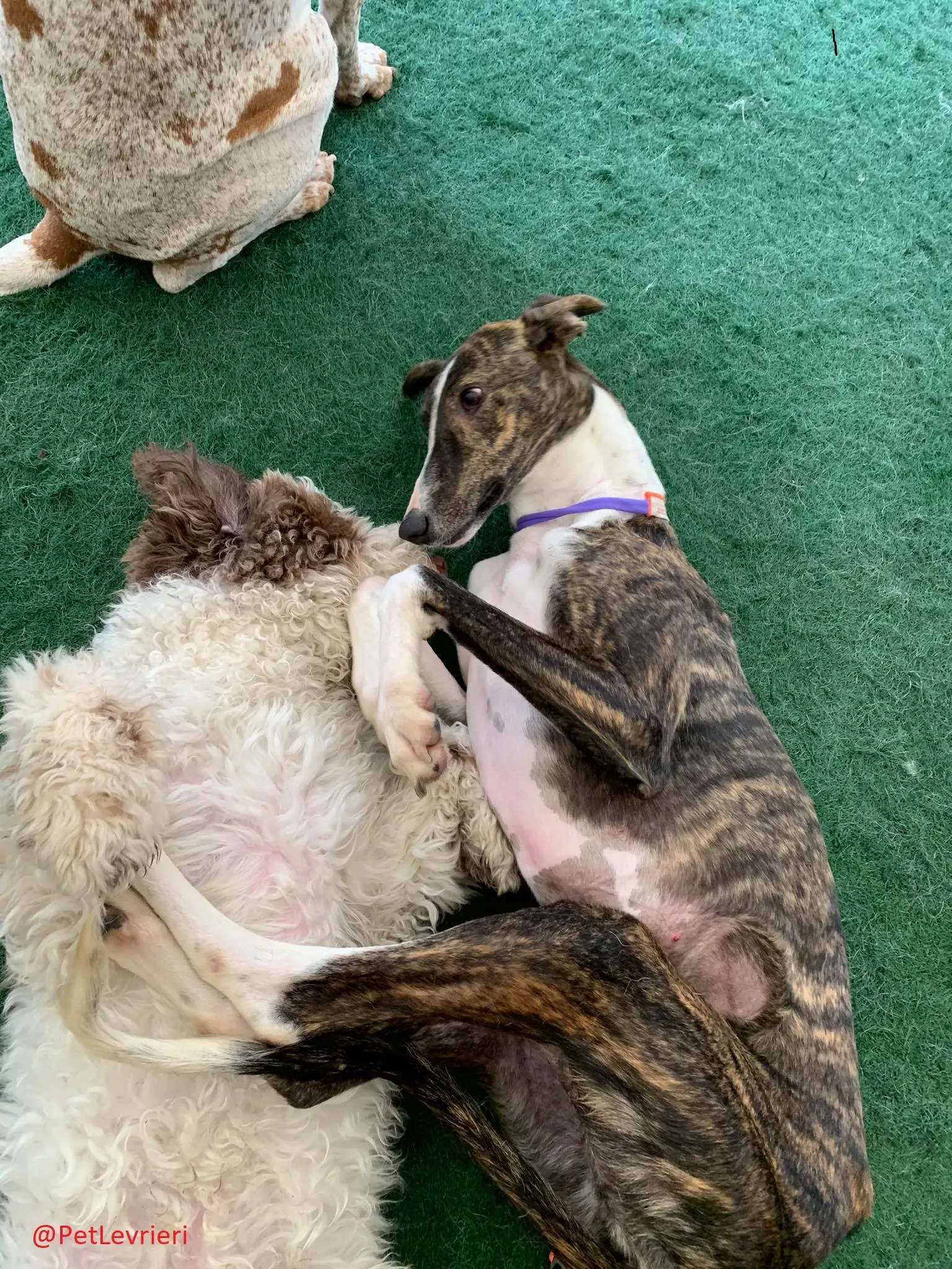 Milu addozione levrieri galgo 27