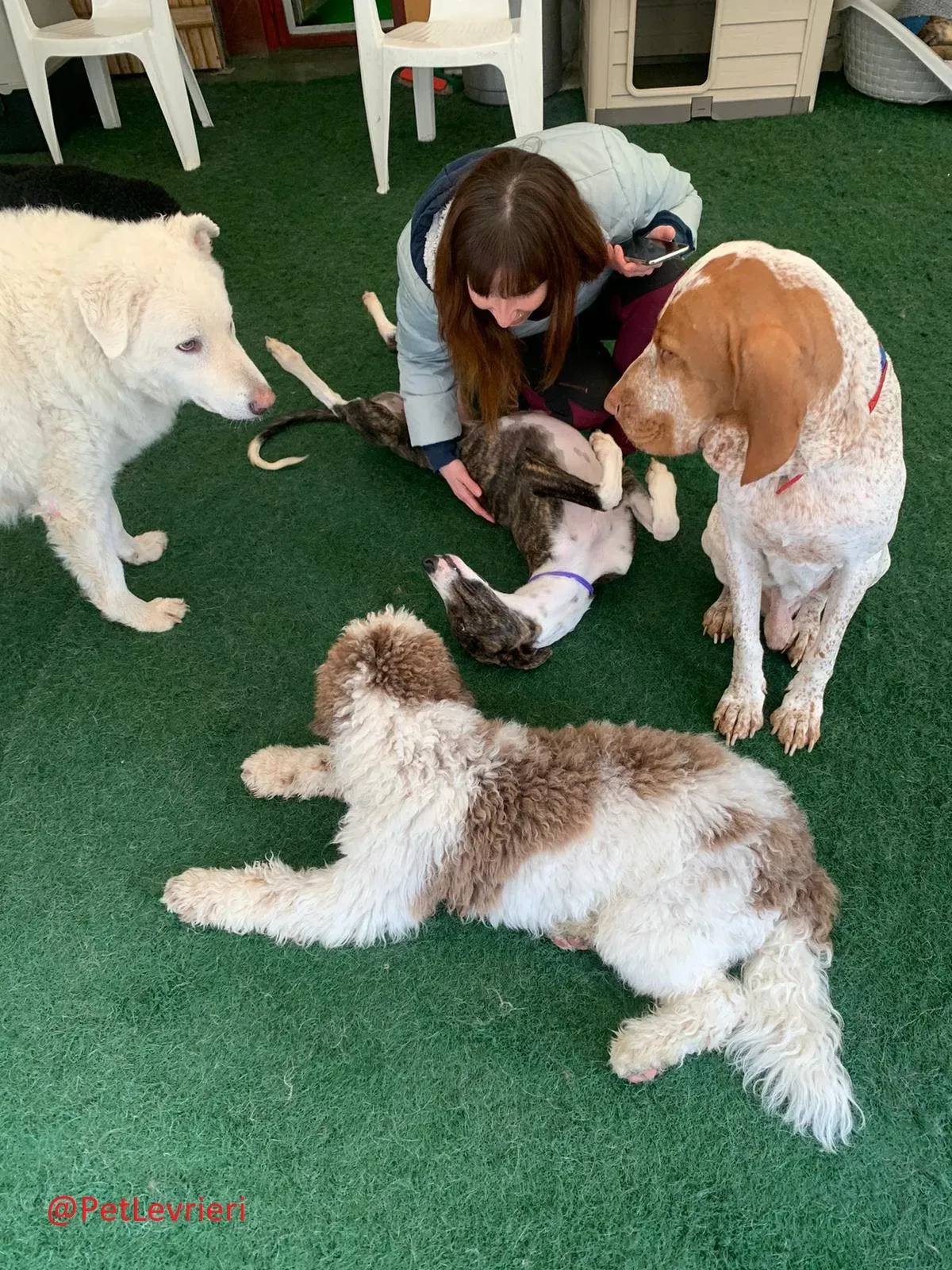 Milu addozione levrieri galgo 28