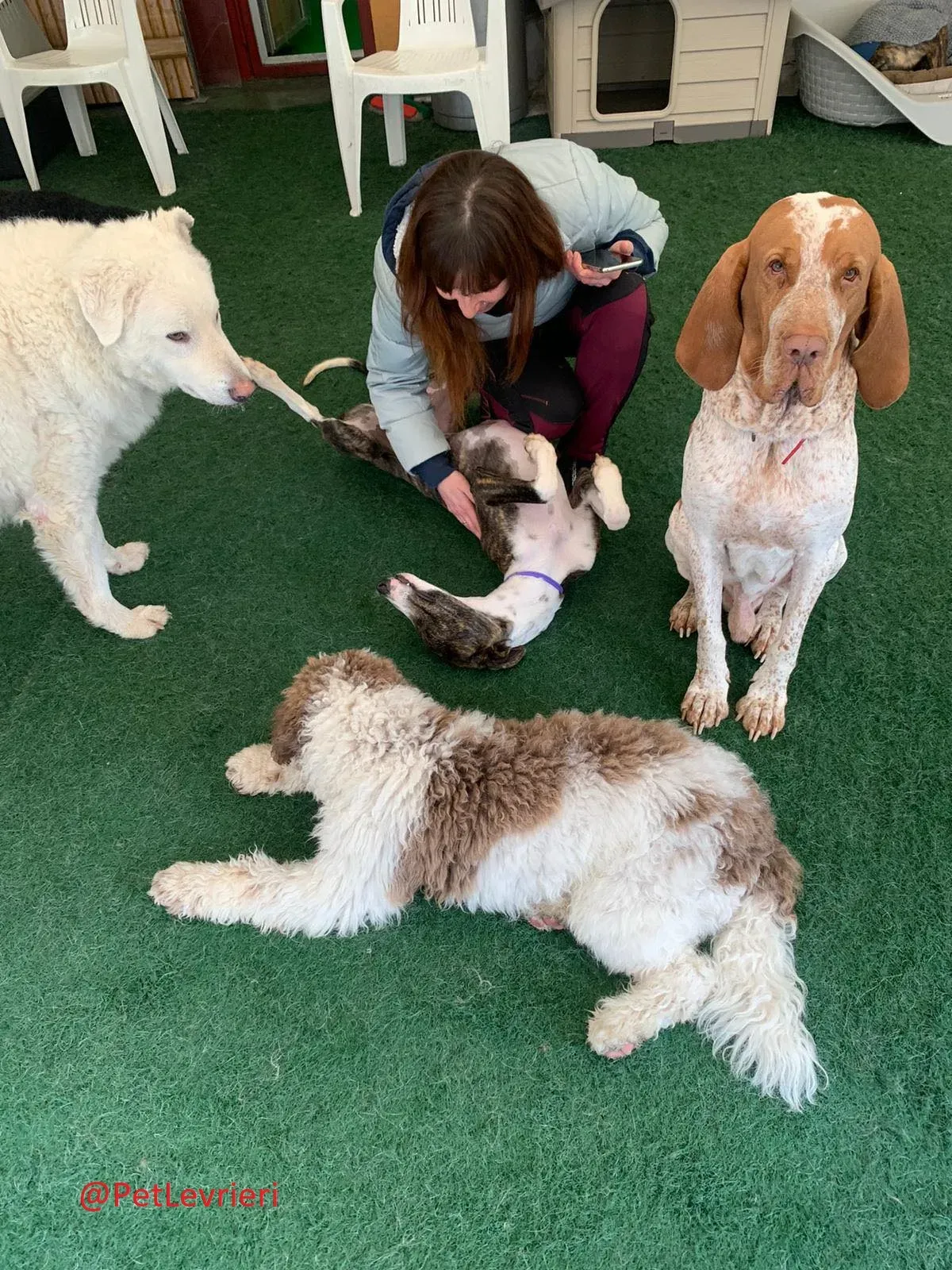 Milu addozione levrieri galgo 29