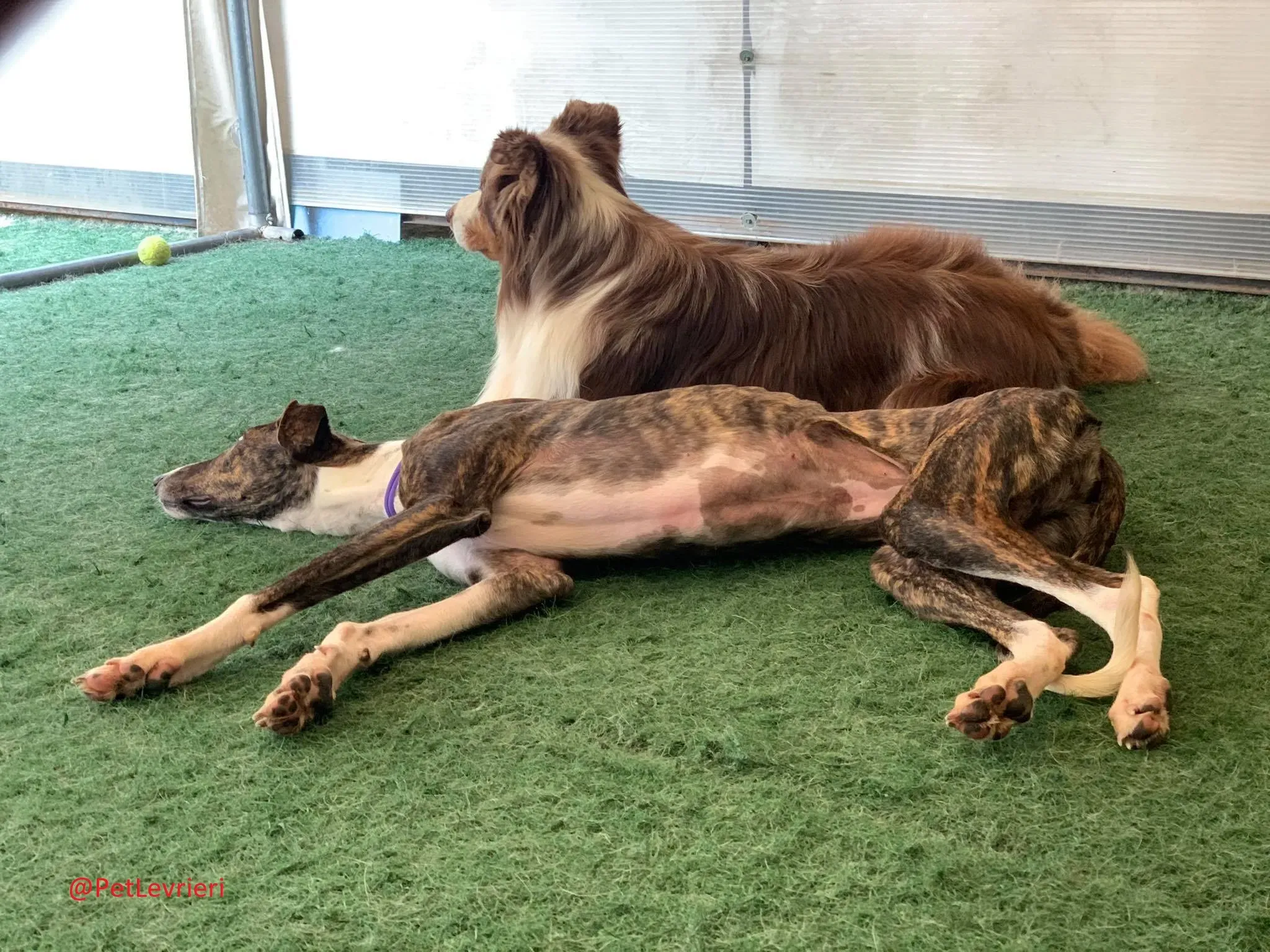 Milu addozione levrieri galgo 30