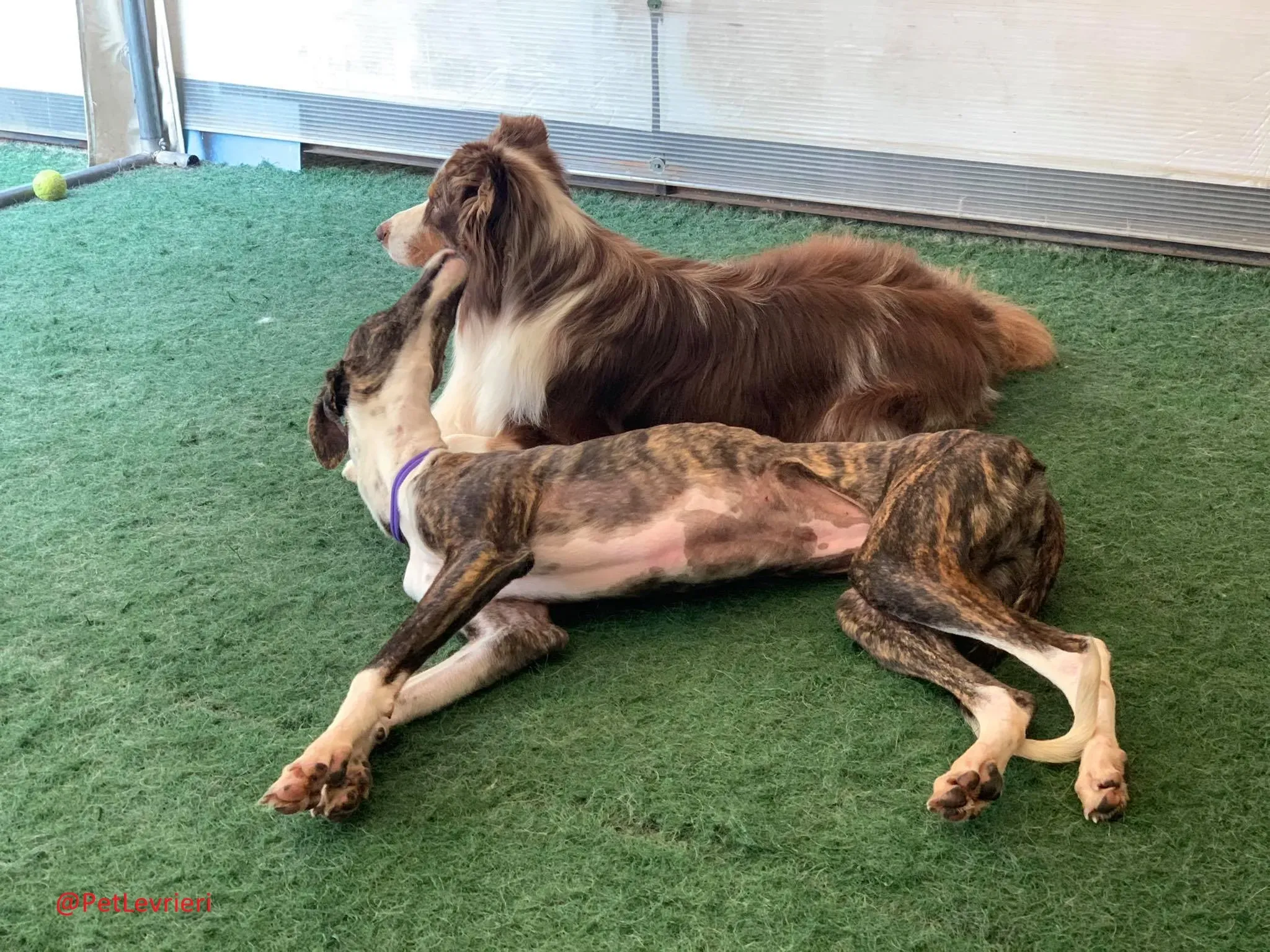 Milu addozione levrieri galgo 31