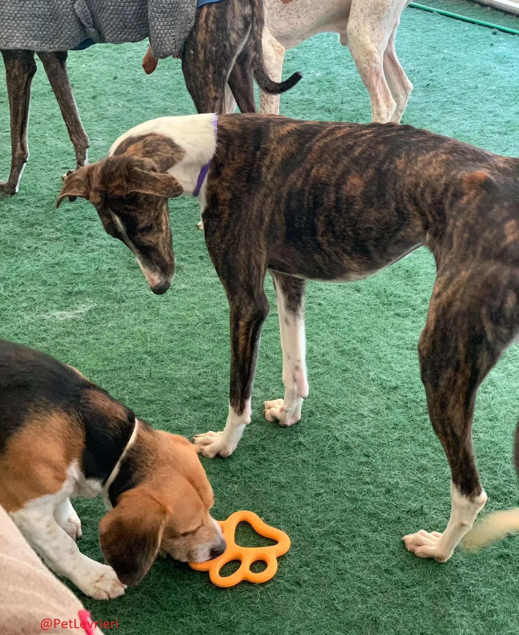 Milu addozione levrieri galgo 32