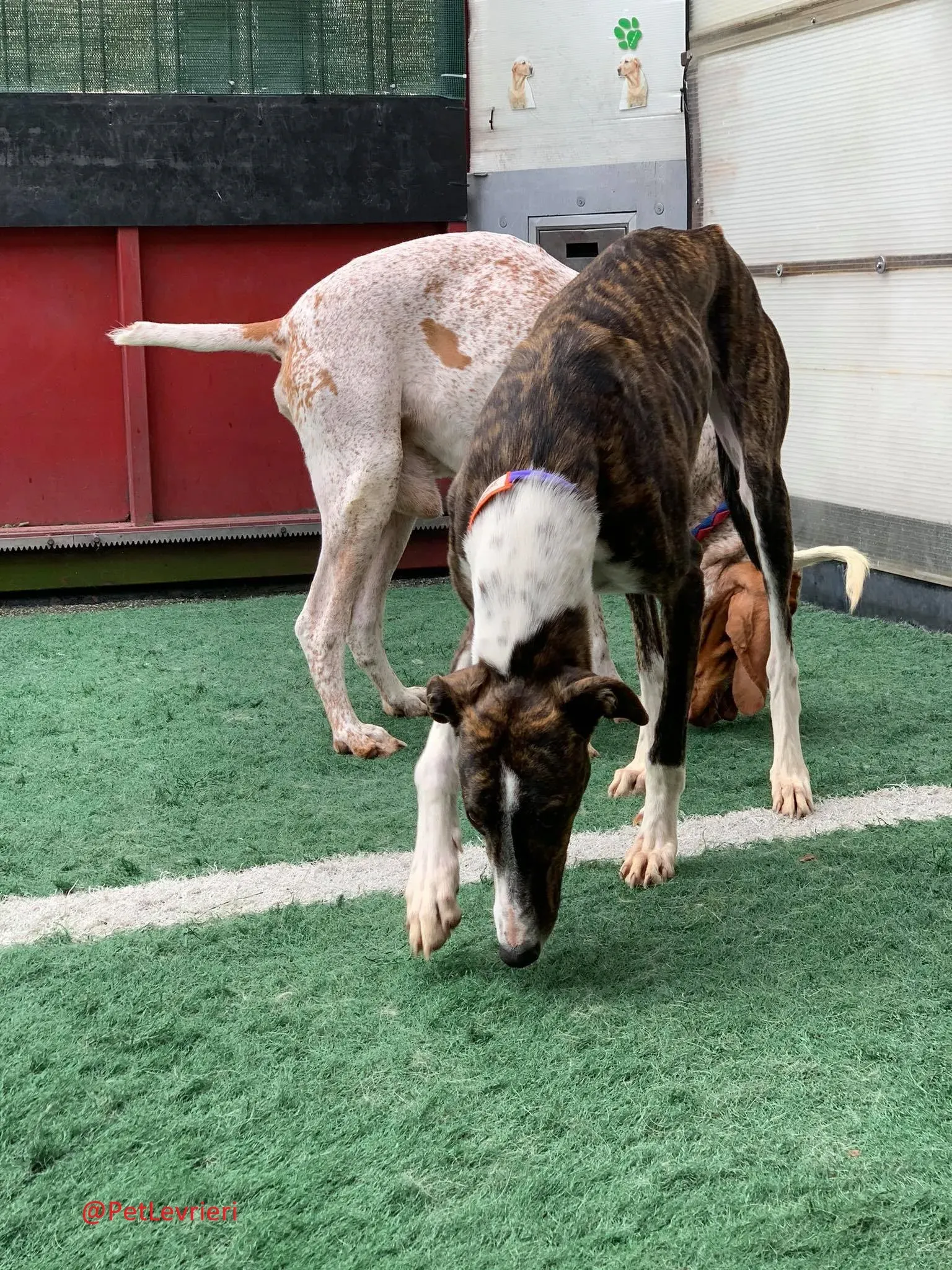 Milu addozione levrieri galgo 33