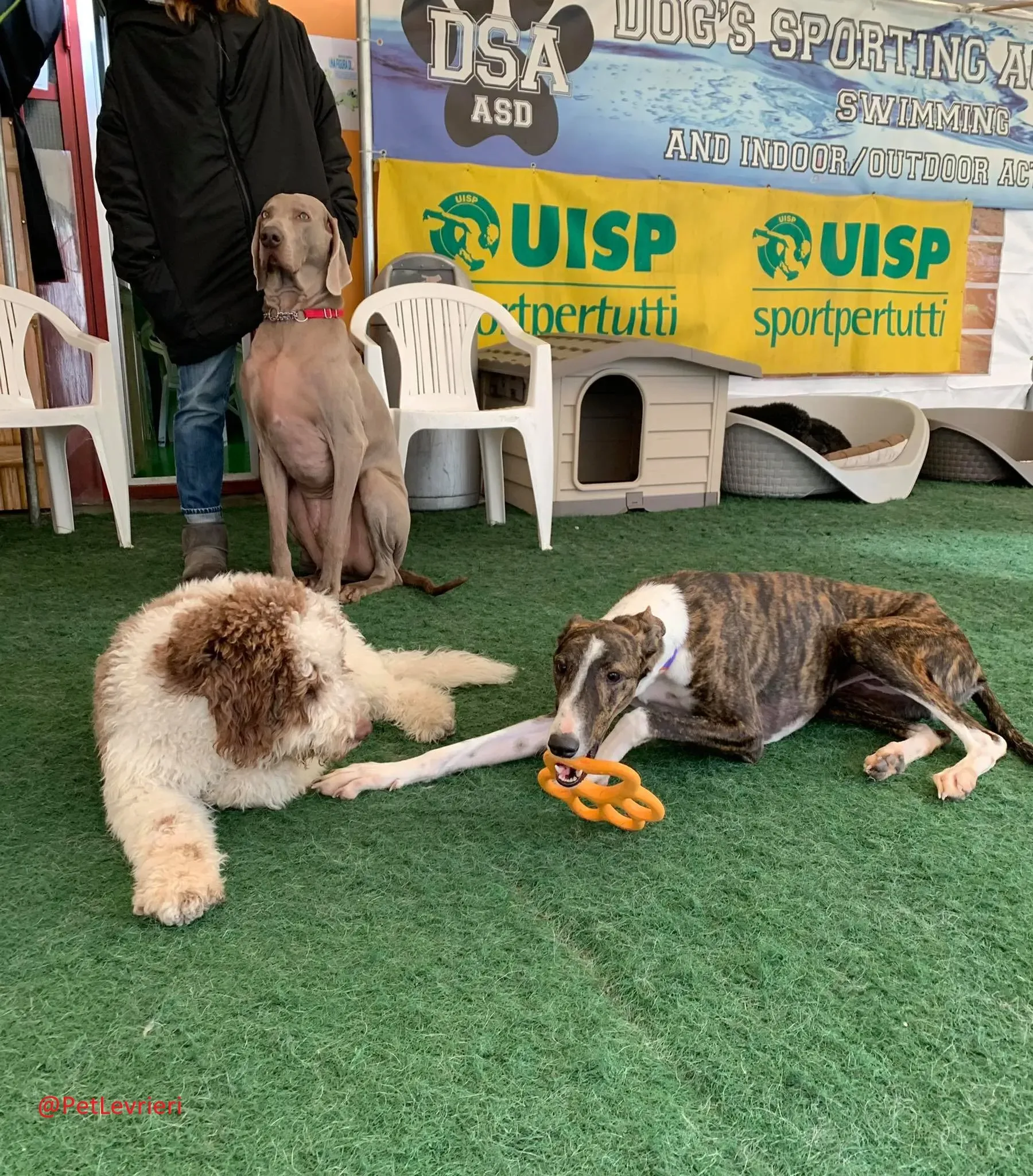 Milu addozione levrieri galgo 34