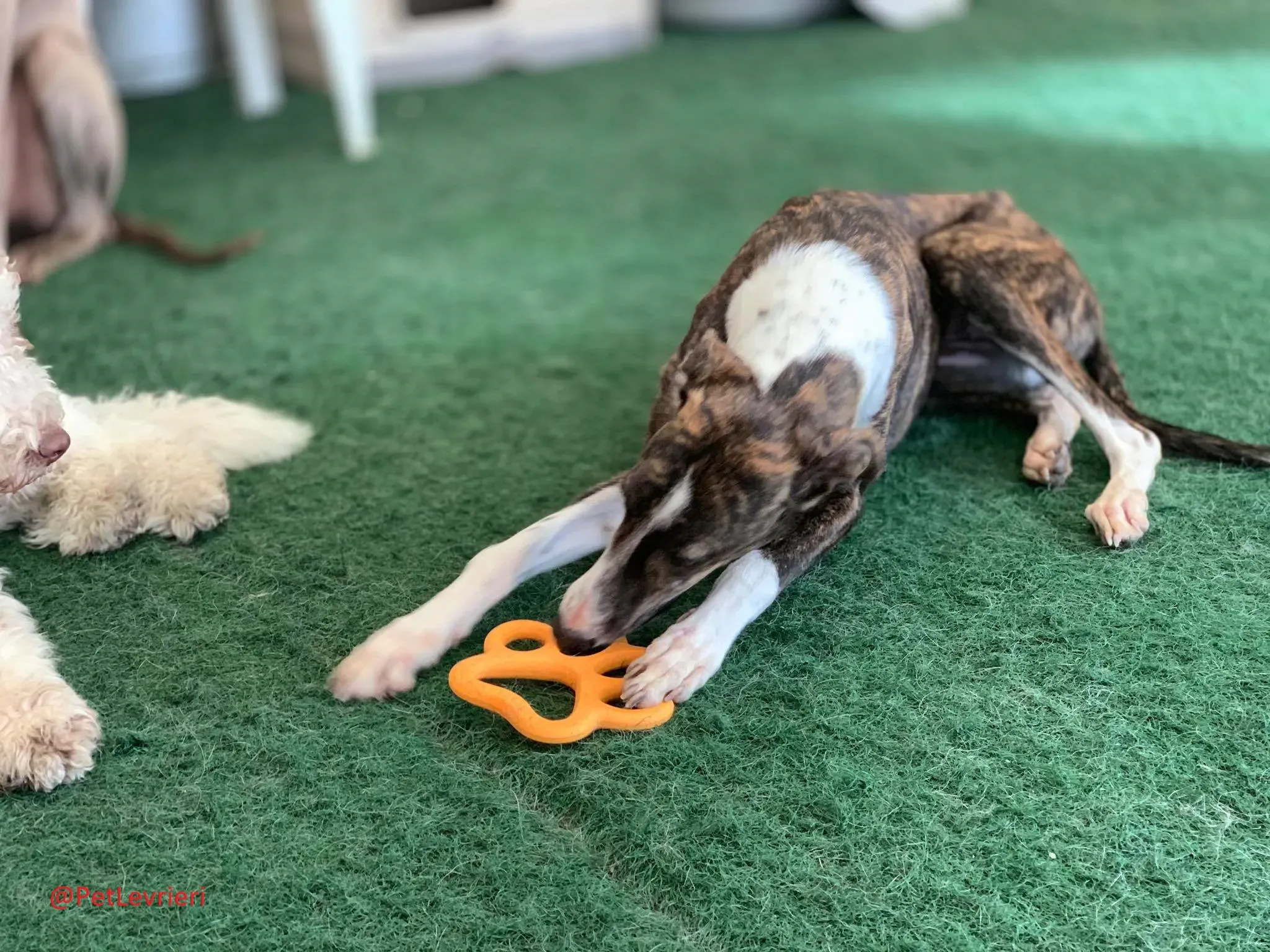 Milu addozione levrieri galgo 35