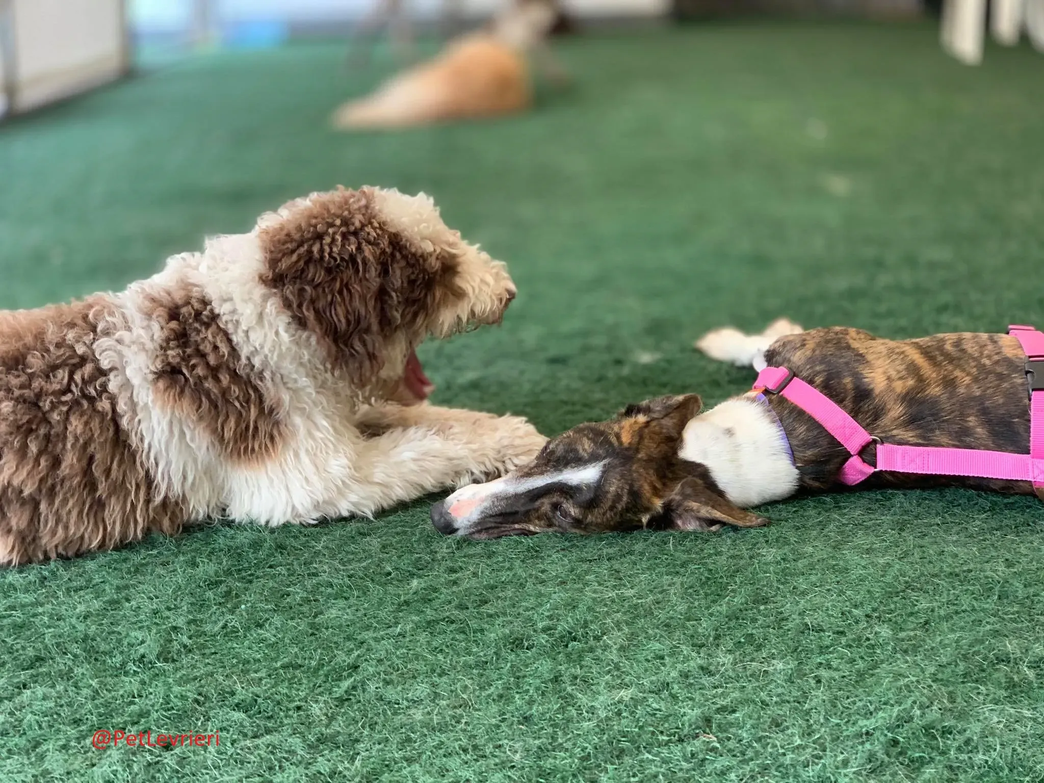 Milu addozione levrieri galgo 36