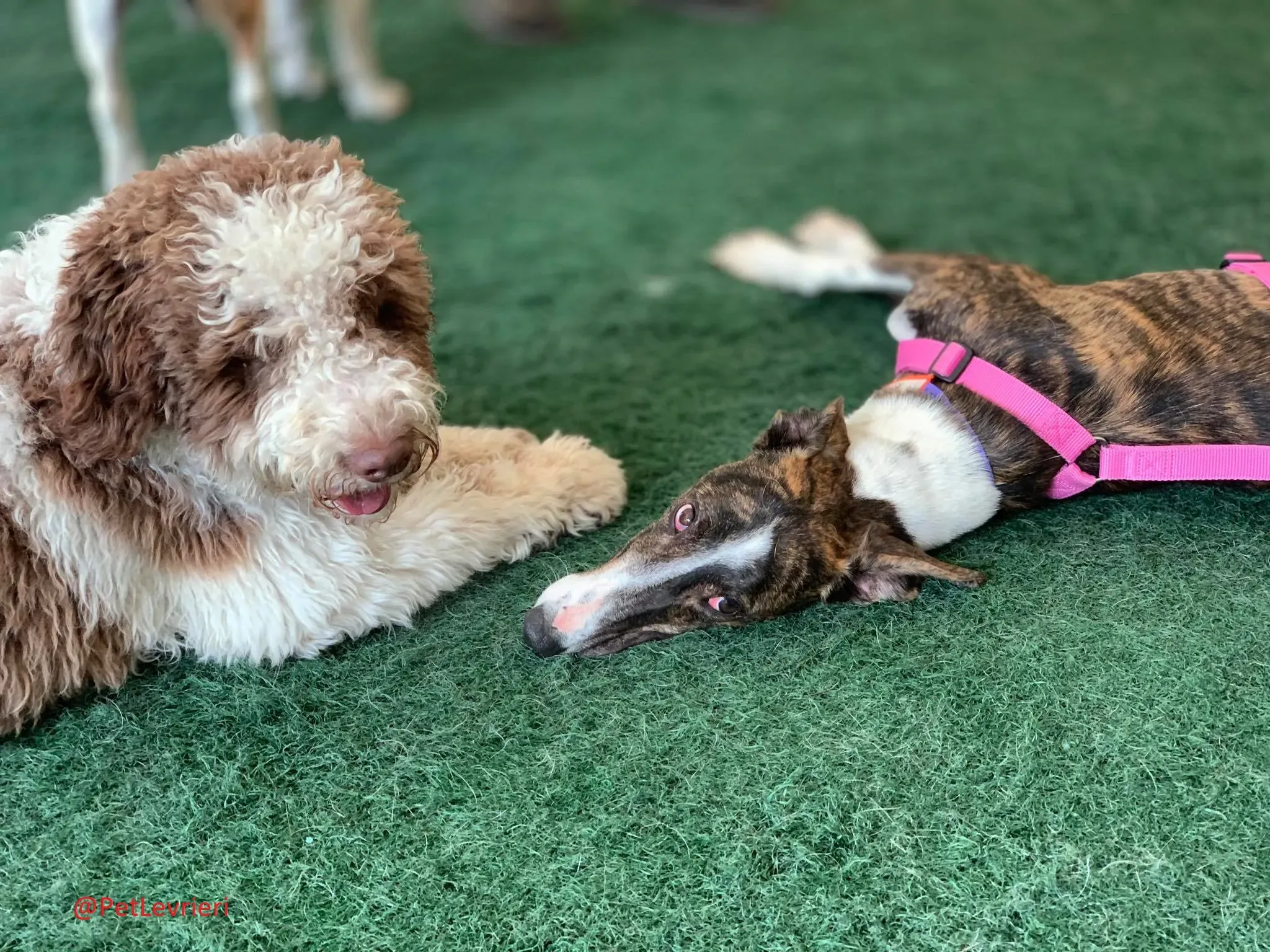 Milu addozione levrieri galgo 37