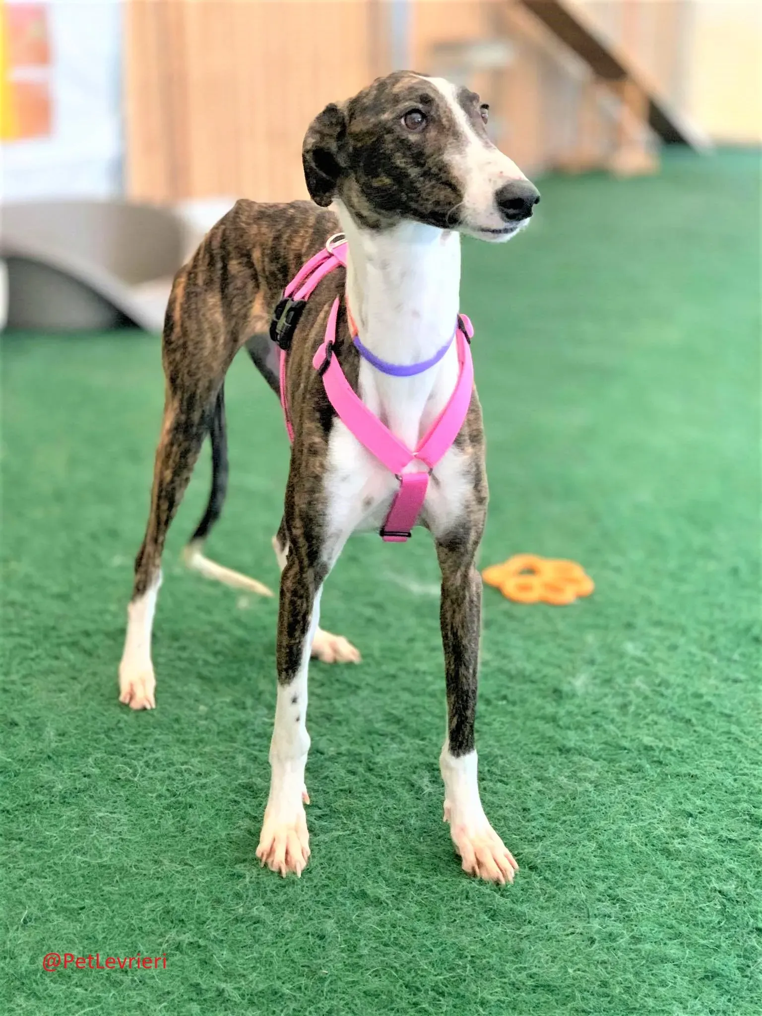 Milu addozione levrieri galgo 38