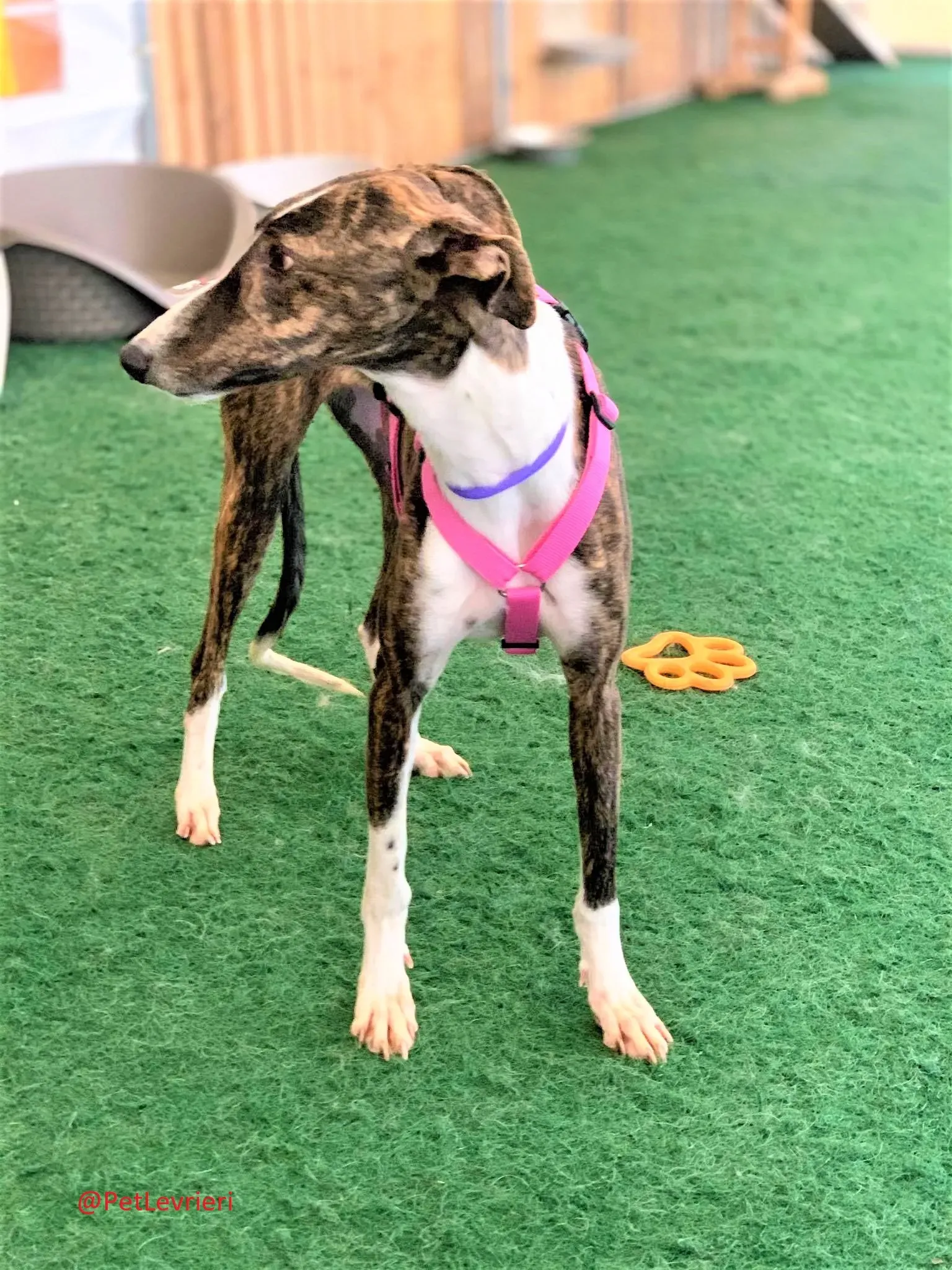 Milu addozione levrieri galgo 39