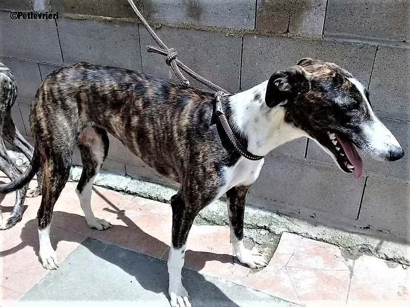 Milu adozione levrieri galgo 1 1