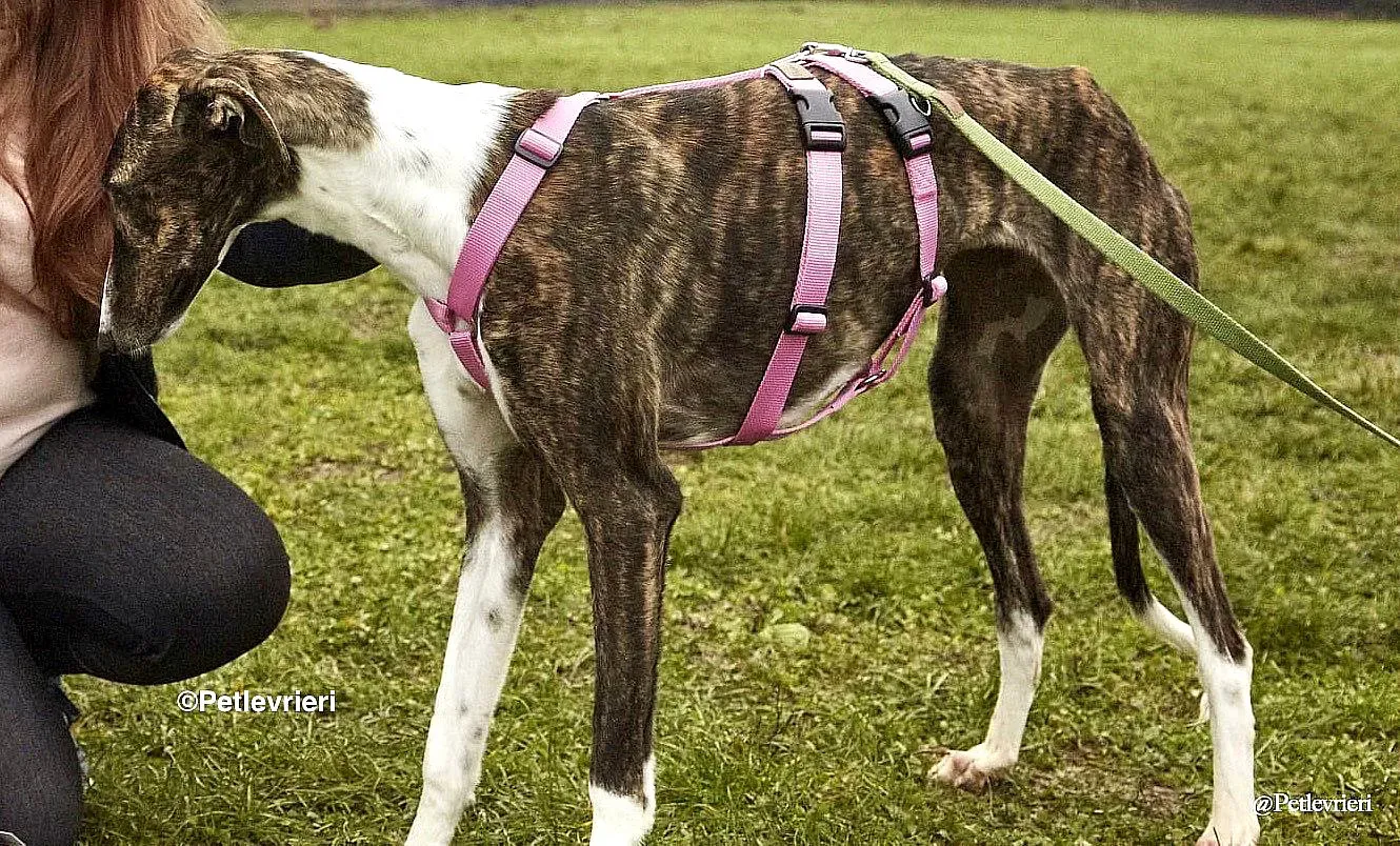 Milu adozione levrieri galgo 1